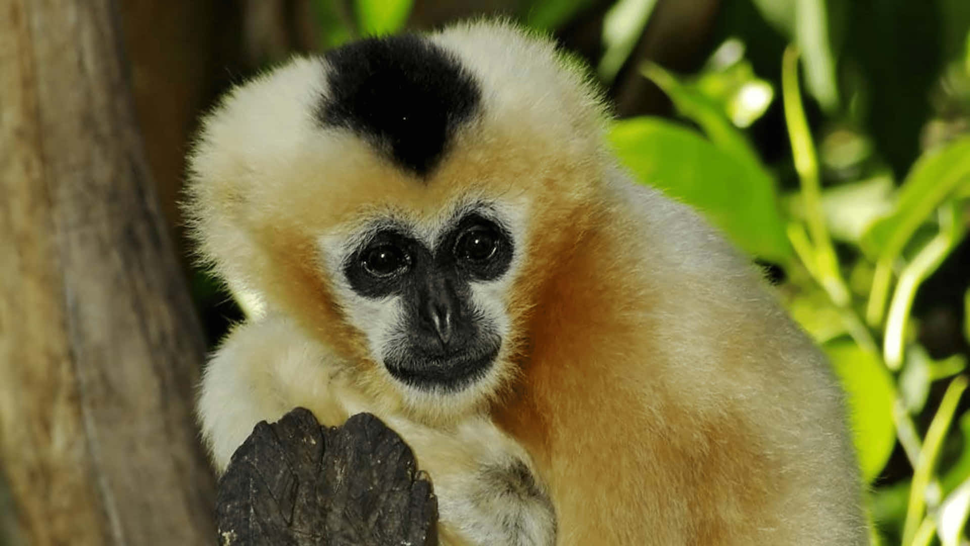 4K Gibbon With Black Spot Background