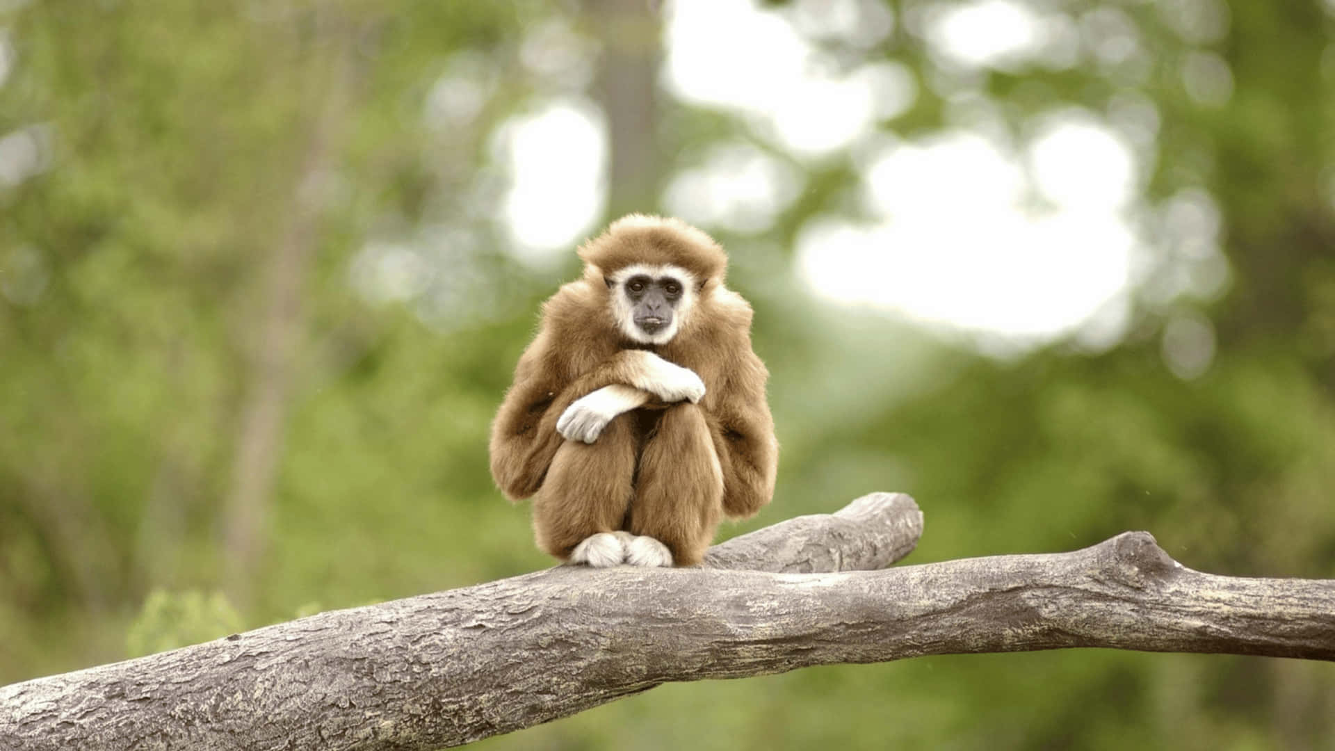 4k Gibbon Crossed Forearms Background