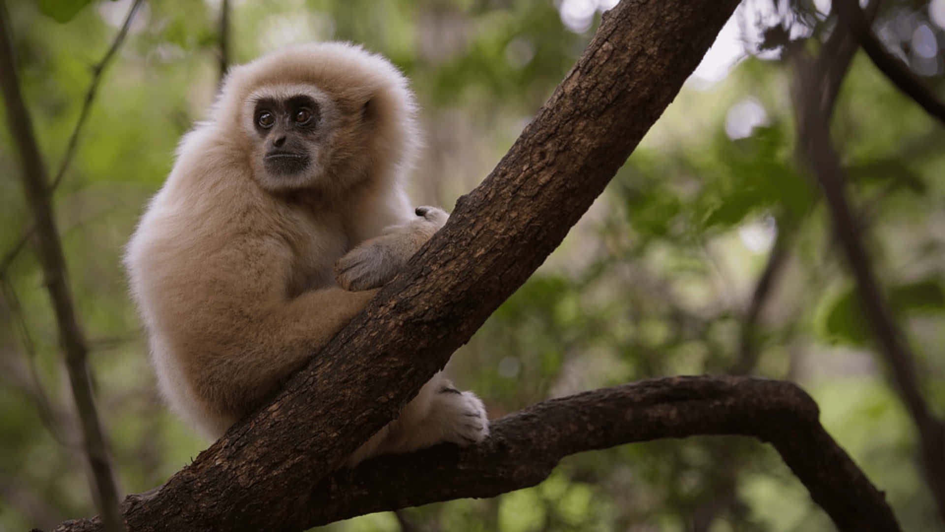 4k Fluffy Gibbon Background