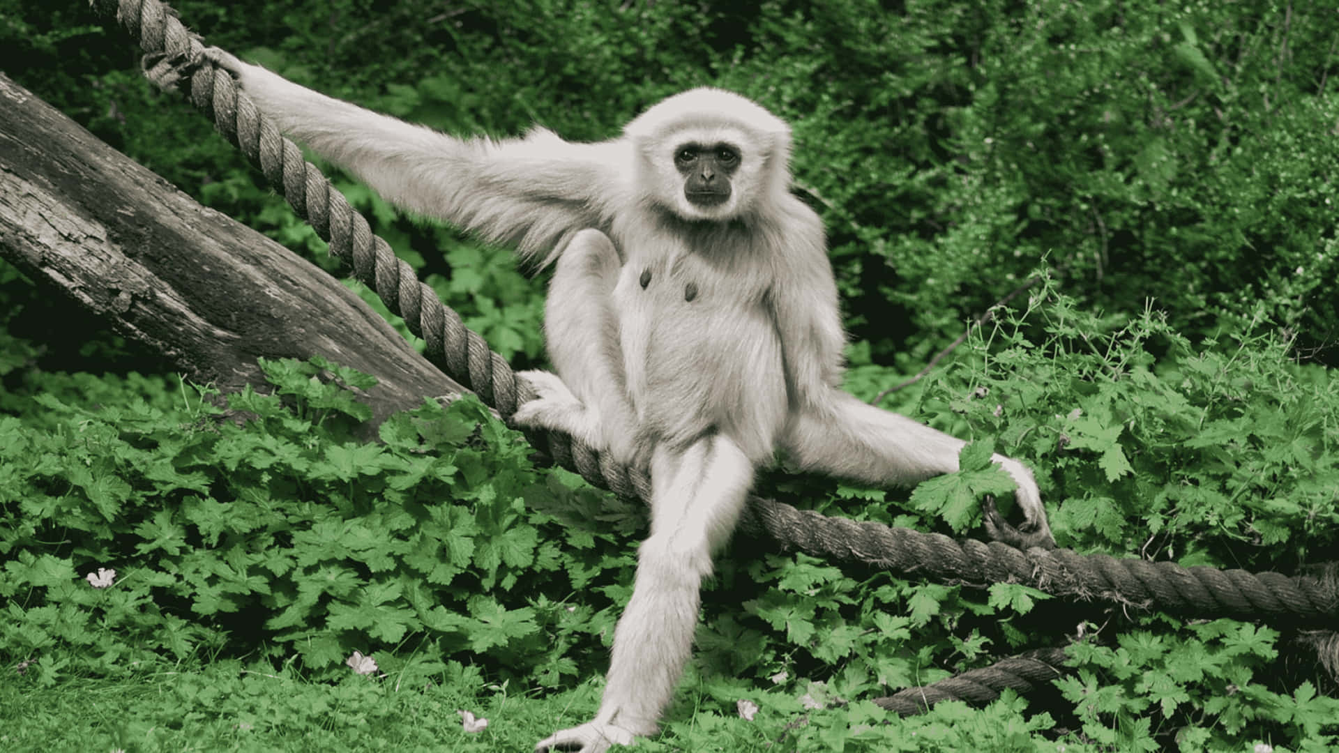 4K Gibbon On Thick Rope Background