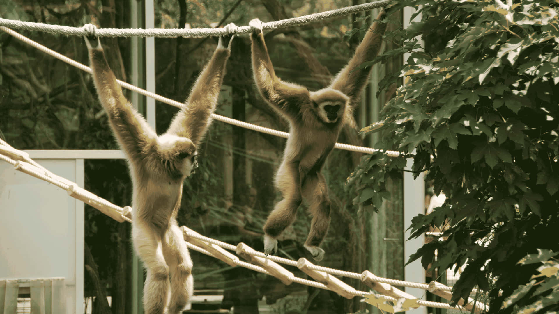 4k Two Gibbons Hanging Background