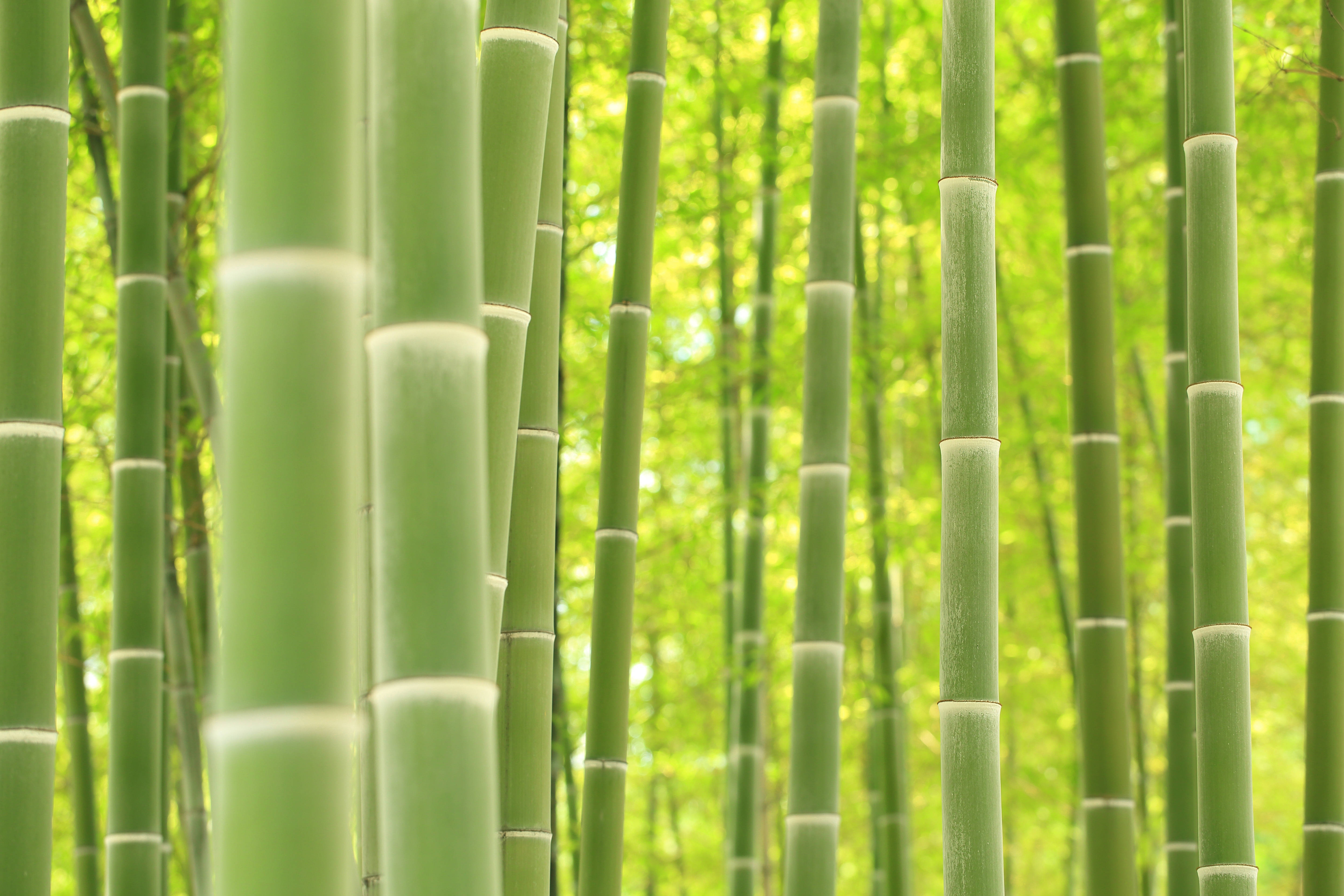 Foresta Di Bambù Verde 4k Sfondo