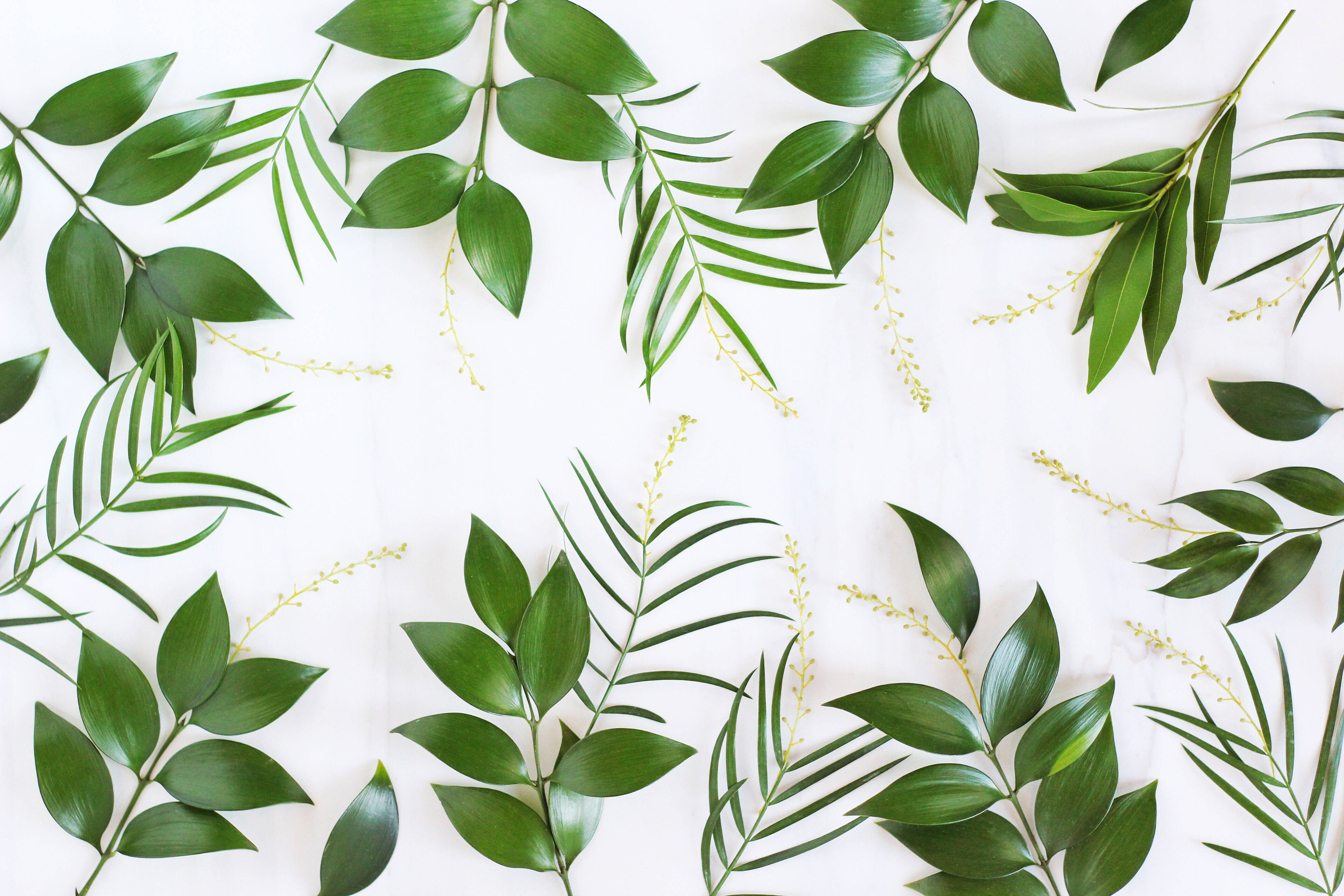 4K Green Plant Leaves Border Wallpaper