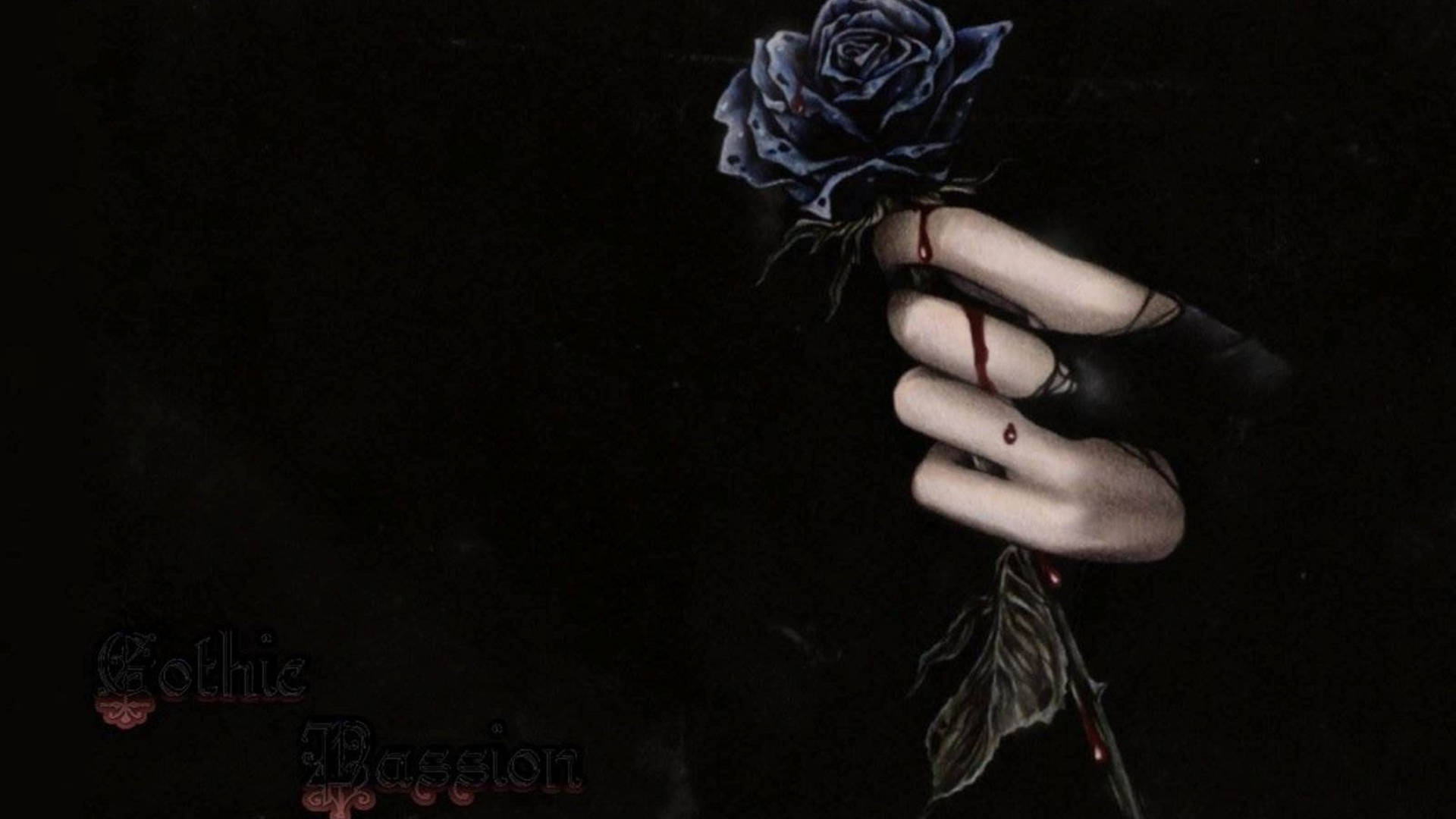 4K Hand Holding A Black Rose Wallpaper