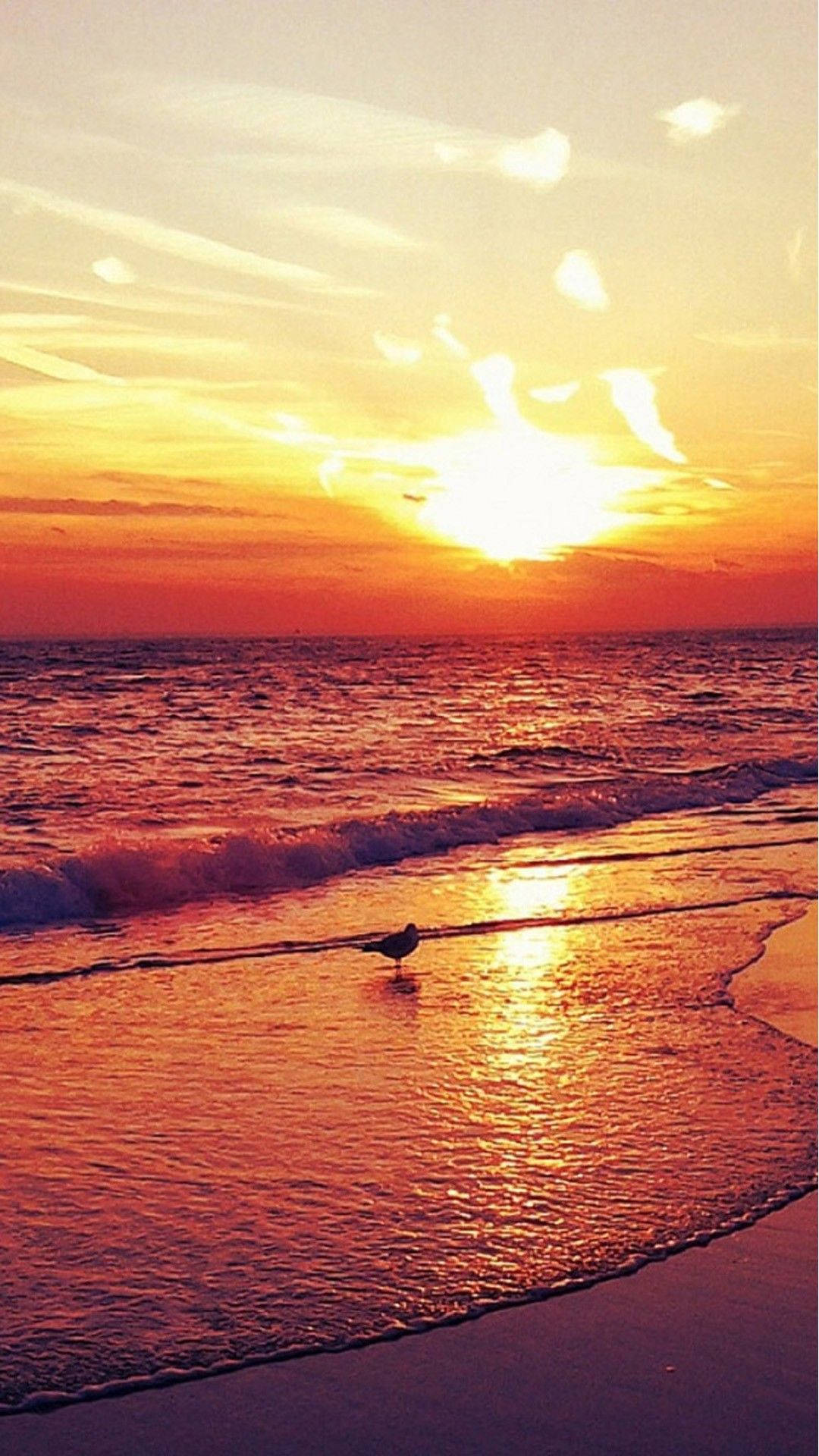 4k Iphone Bird On Beach At Sunset