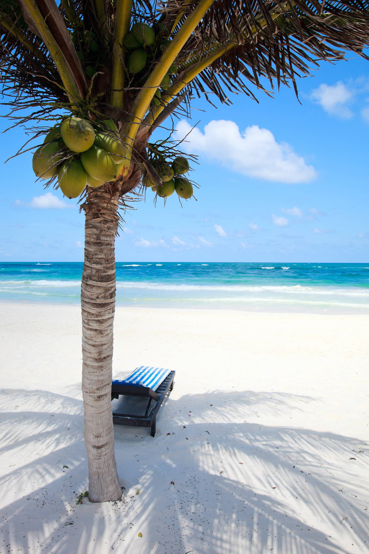 4k Iphone Coconut Tree And Beach Chair