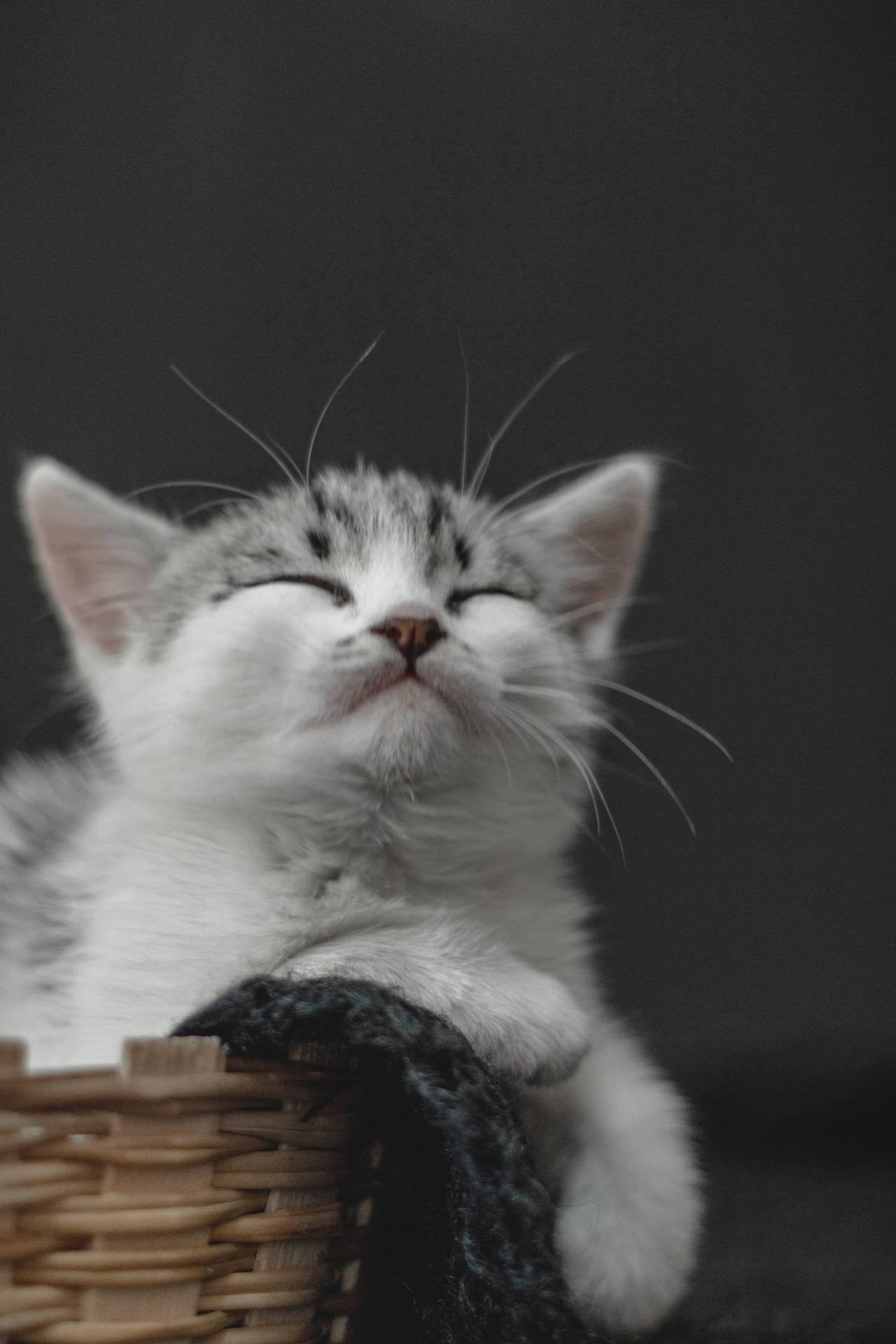 Adorable Kitten Playing in a Basket - 4K iPhone Wallpaper Wallpaper