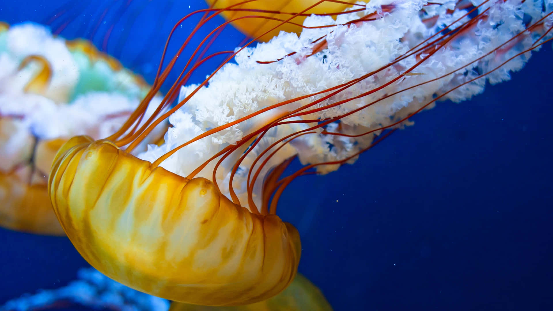 Bellezadel Mar Profundo - Medusas En 4k Fondo de pantalla