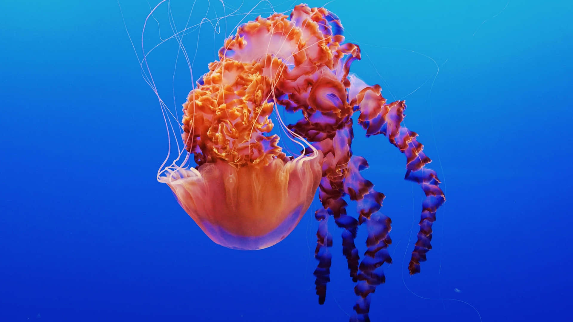 Submerge in the world of 4K Jellyfish Wallpaper