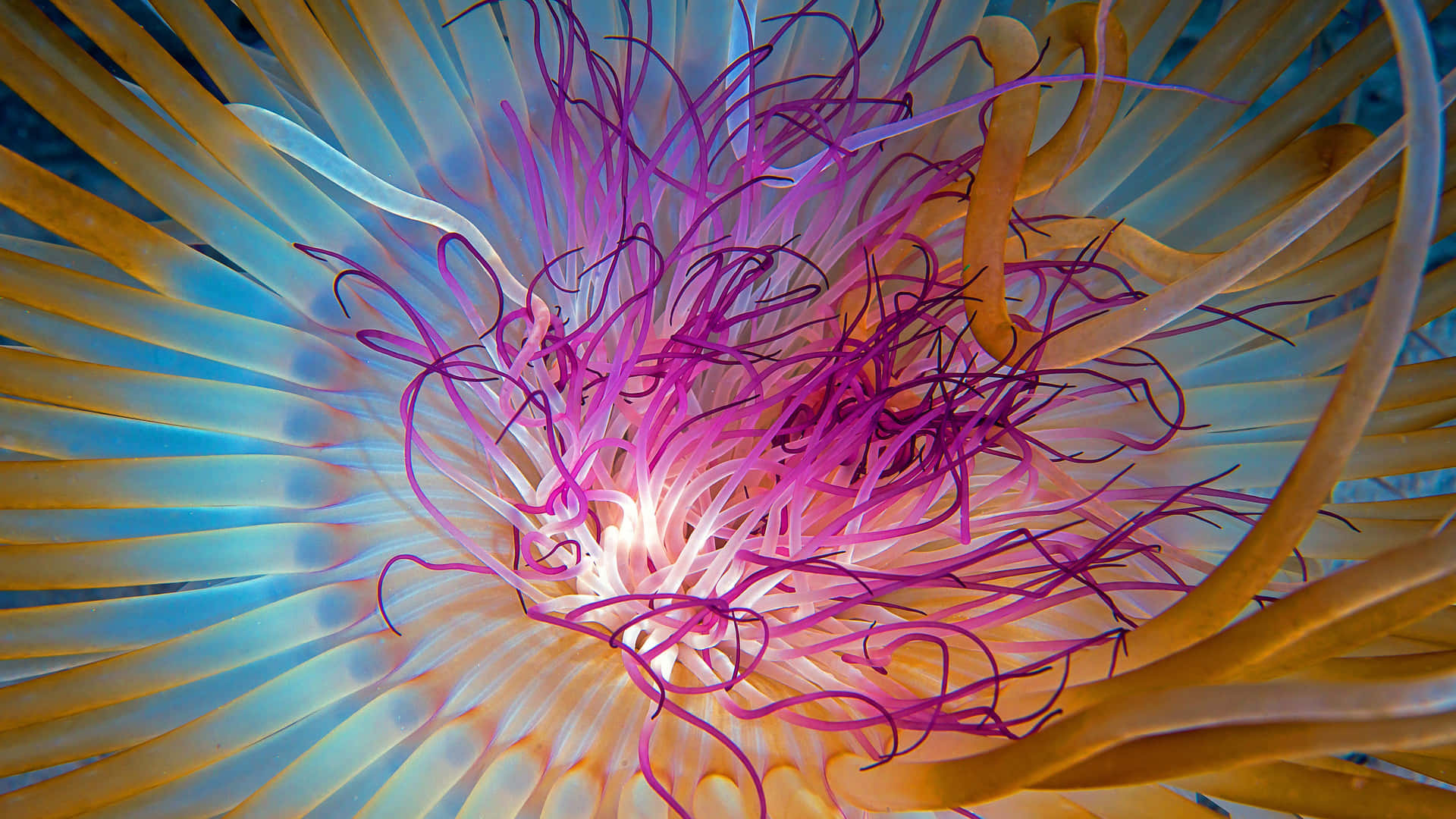 Majestic 4K Jellyfish Swim Amongst a Glowing Blue Sea Wallpaper