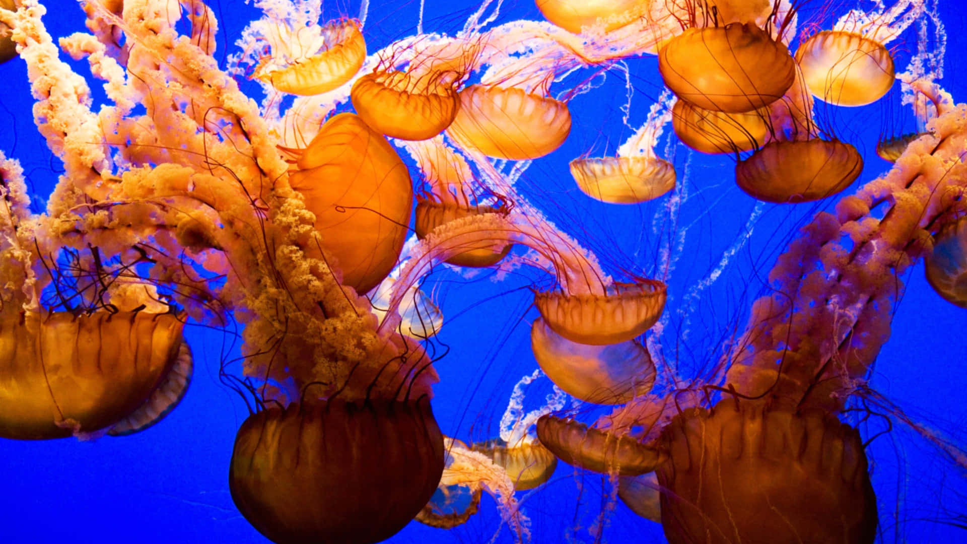 An ethereal 4k view of a swimming jellyfish Wallpaper