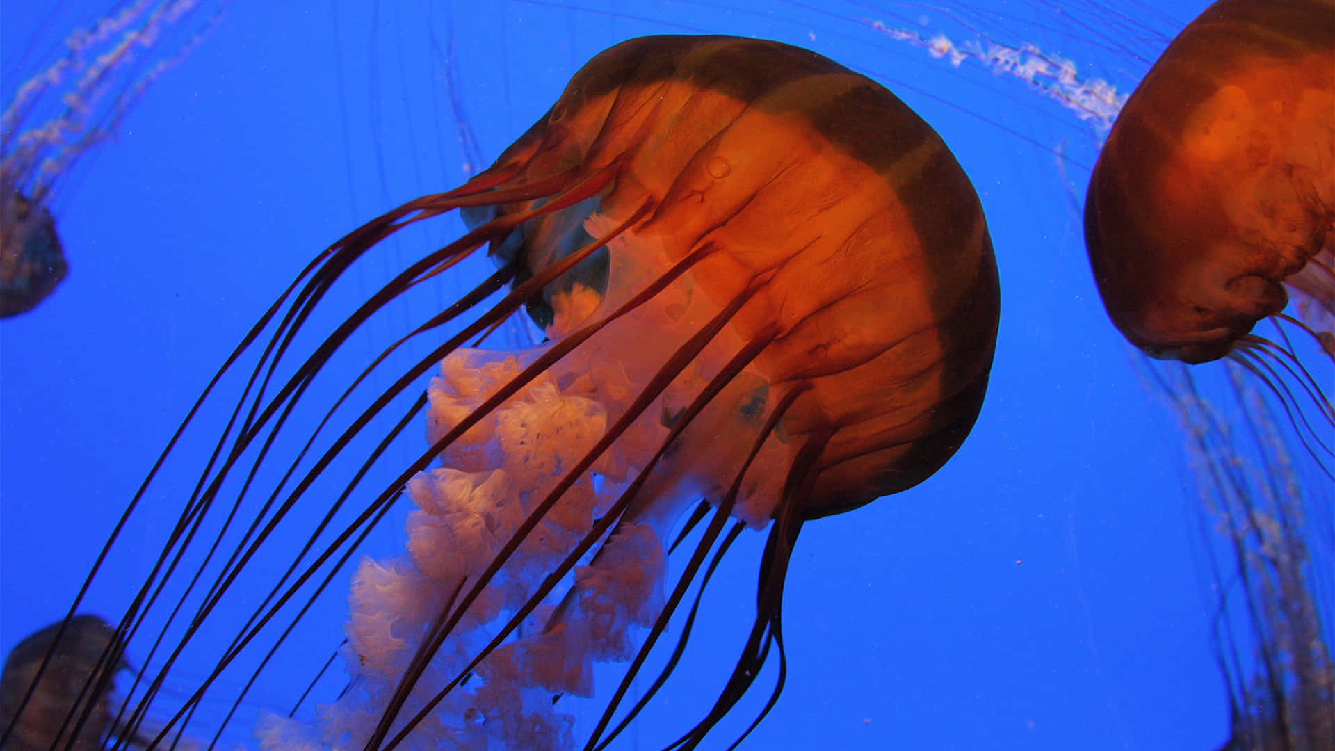 Colorful jellyfish that glimmer in the dark ocean depths. Wallpaper
