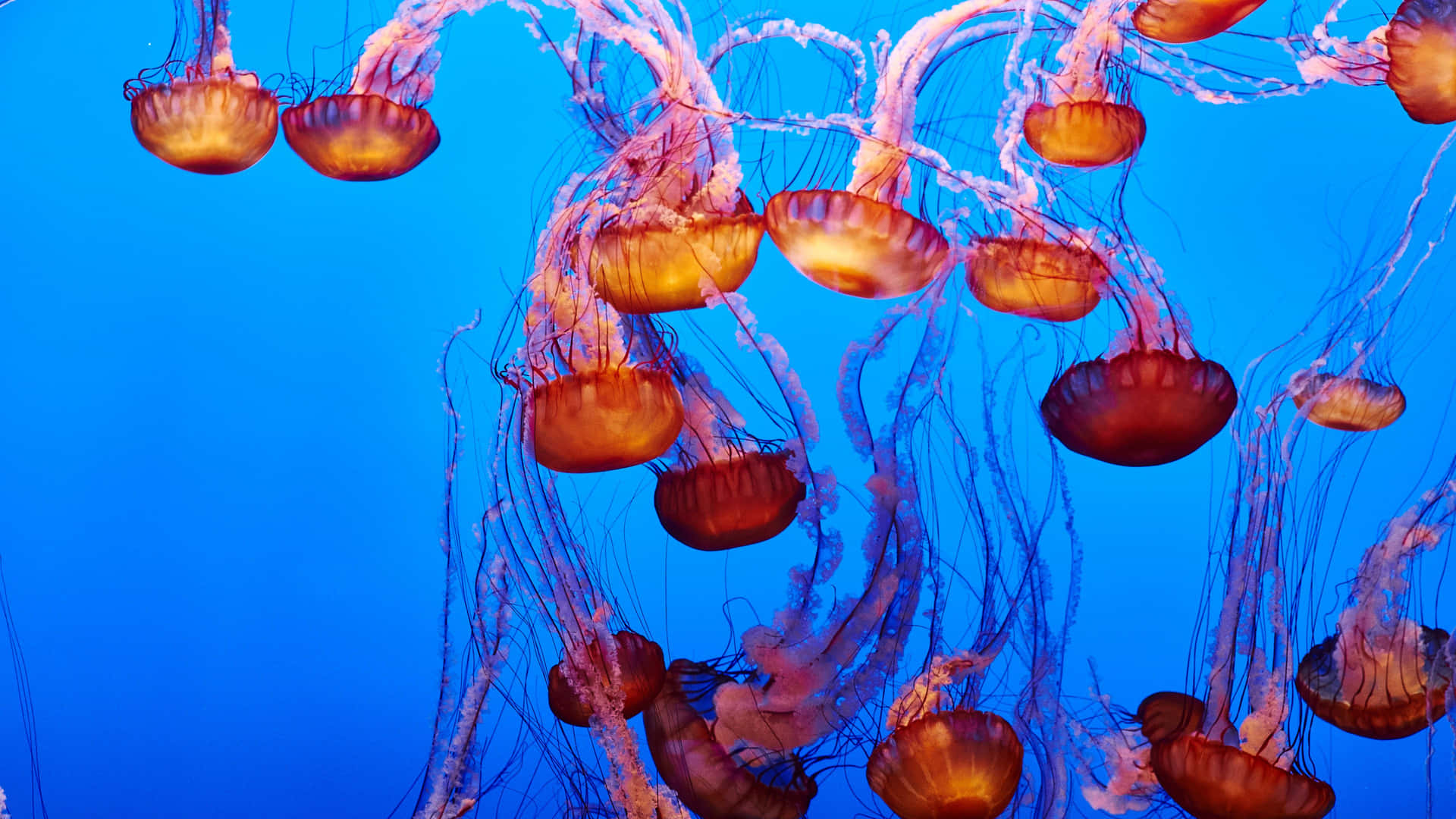The Beauty Of Nature: 4K Jellyfish" Wallpaper