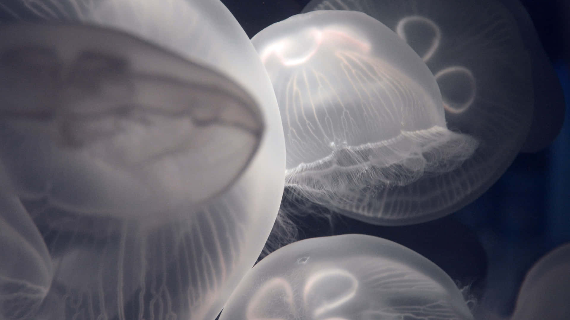 Medusade Colores Brillantes Y Resolución 4k Nadando En El Océano. Fondo de pantalla
