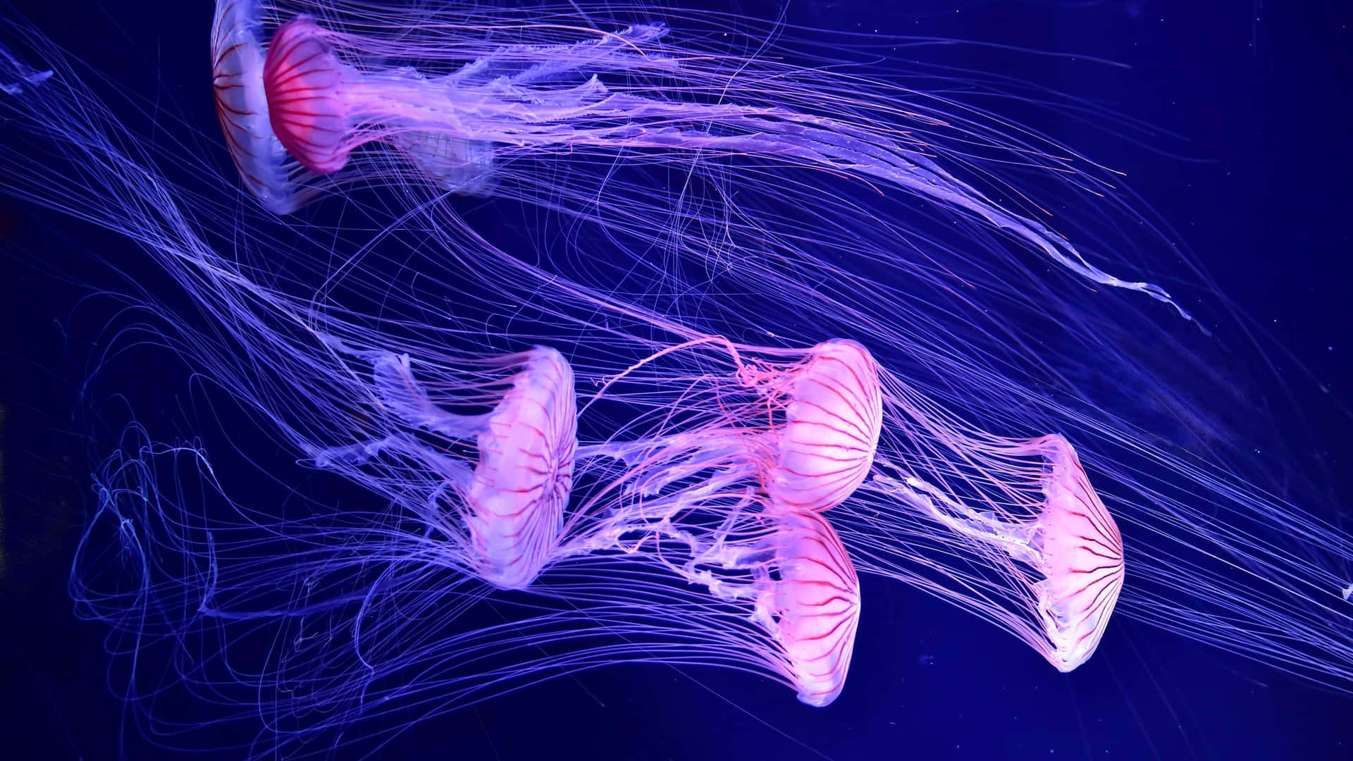 Blue jellyfish | HD wallpaper, 4k, desktop background, 3840x2160, picture,  photo, image