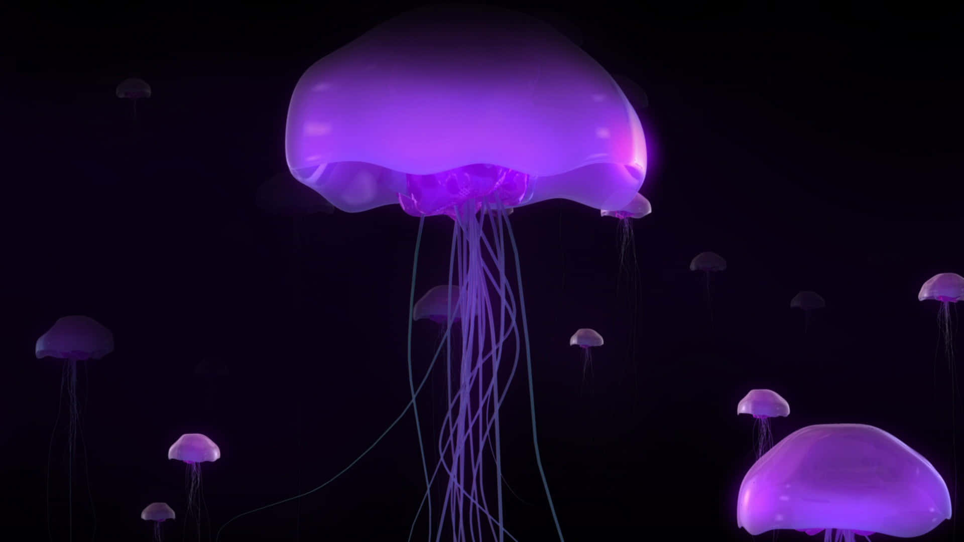 A stunning image of a beautiful 4k Jellyfish Wallpaper