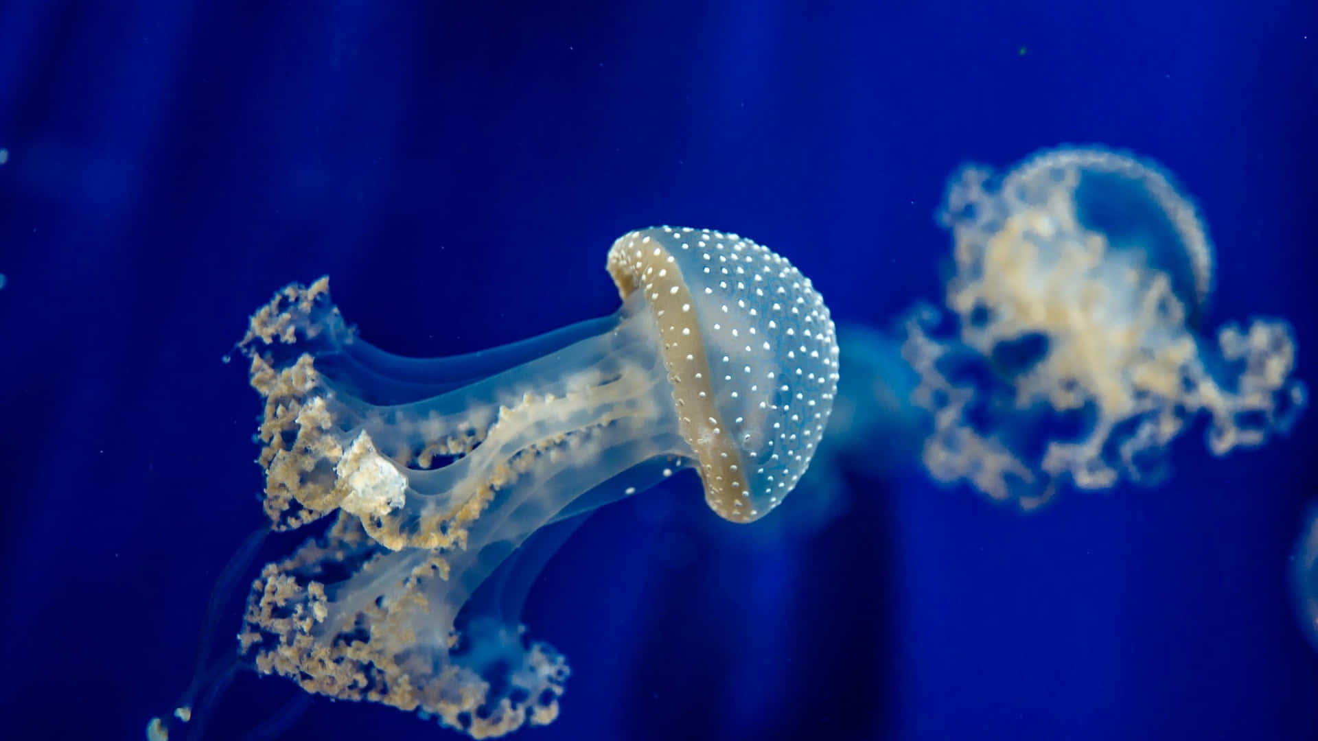 Hermosasmedusas En 4k Iluminando El Agua Fondo de pantalla