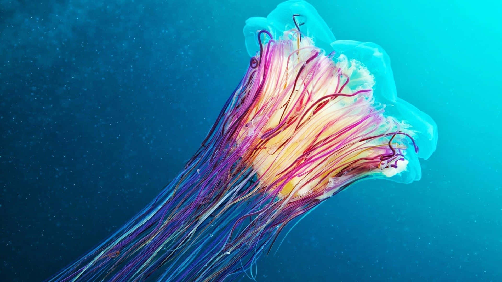 Loscolores Vibrantes De Una Medusa 4k Fondo de pantalla