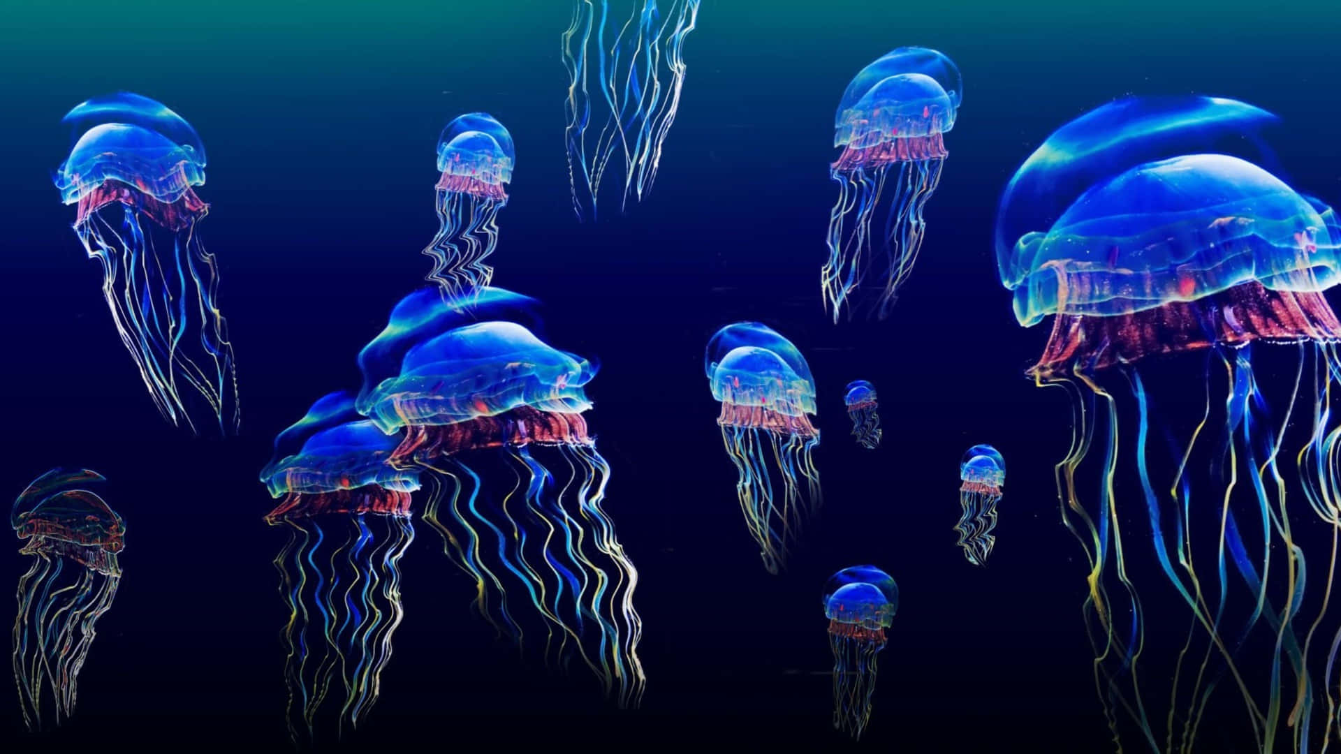 A 4K jellyfish displaying an array of vibrant colors in its sway" Wallpaper