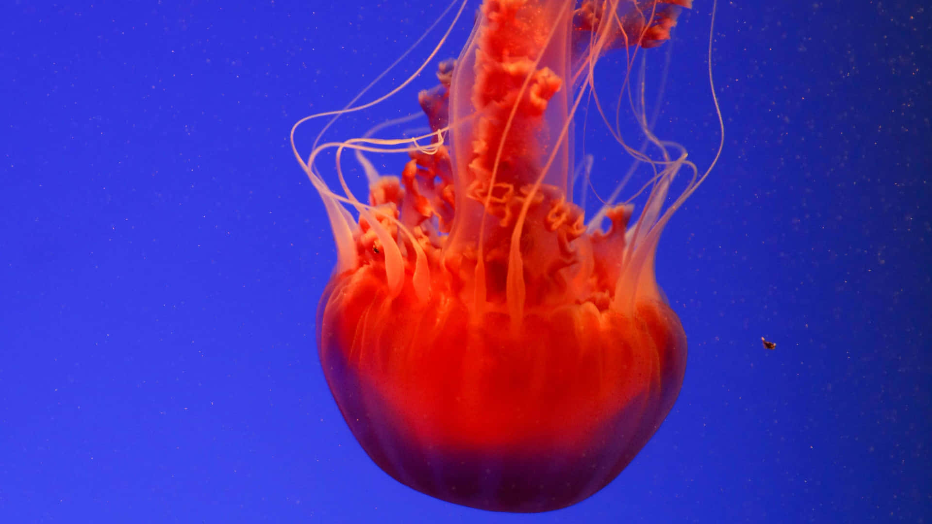A rare glimpse of the mesmerizing beauty of a 4k Jellyfish Wallpaper
