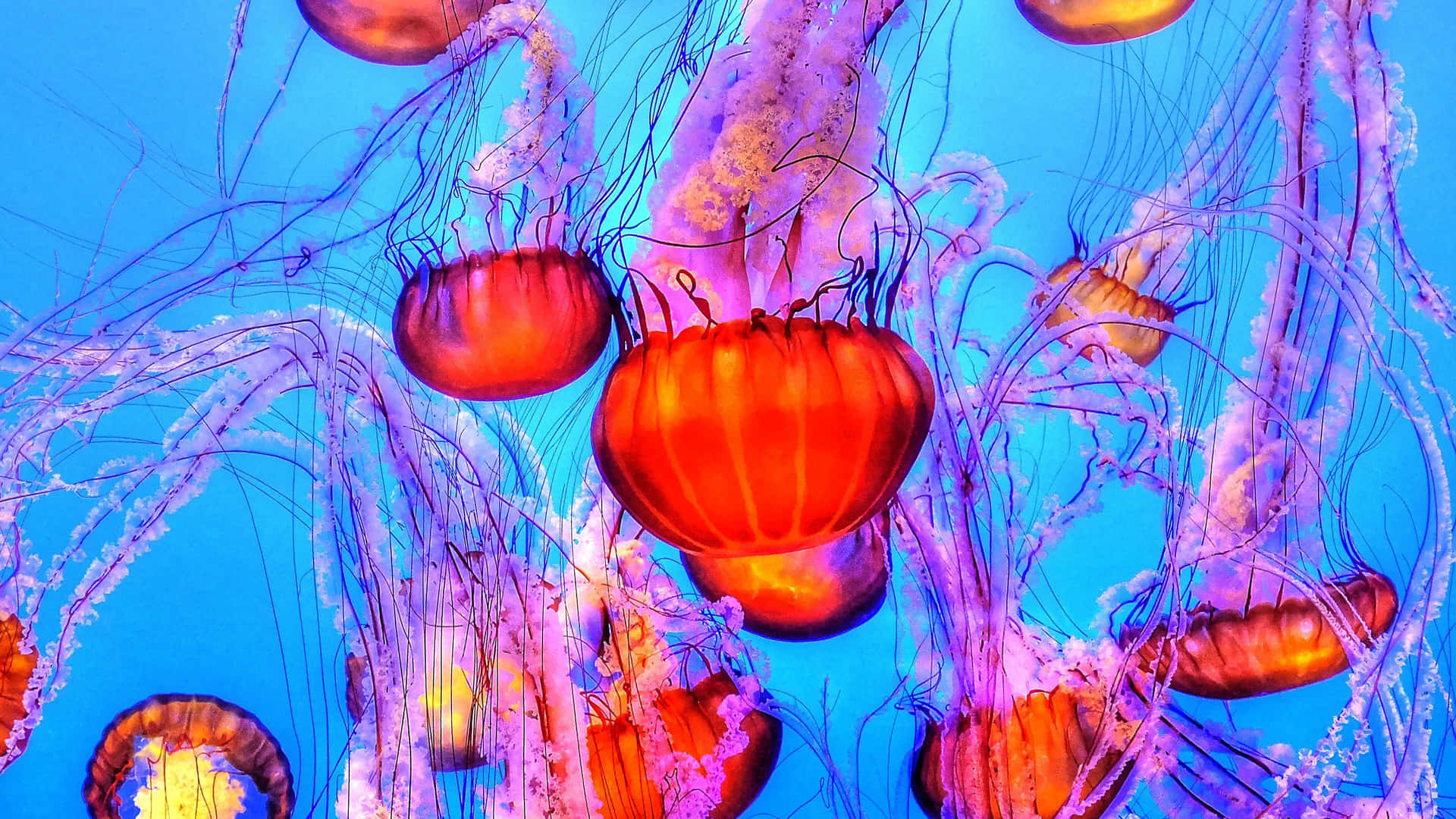 Soaring To New Depths With This 4k Jellyfish" Wallpaper