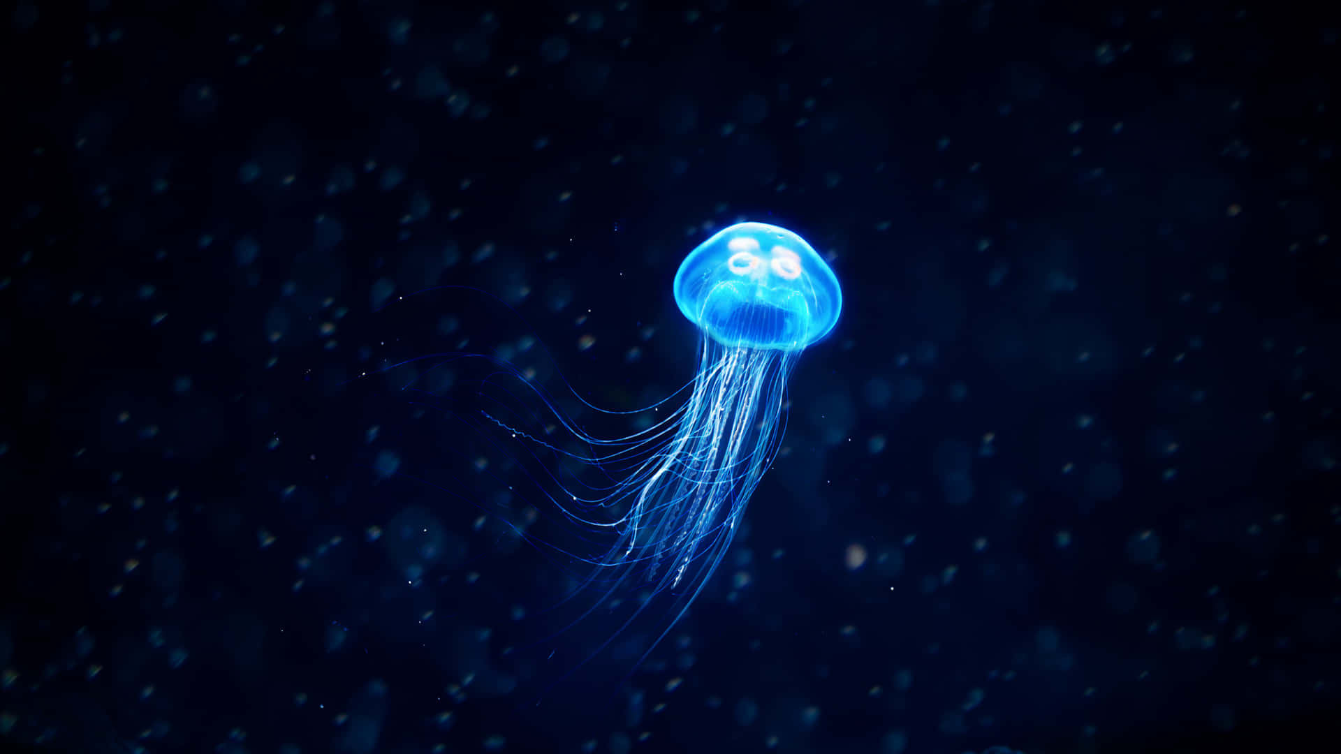 Relájatey Disfruta De La Vista De Una Medusa En 4k Nadando Fondo de pantalla