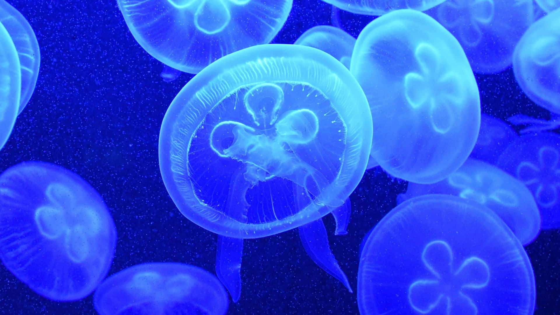 Enjoy the ethereal beauty of the 4K Jellyfish Wallpaper