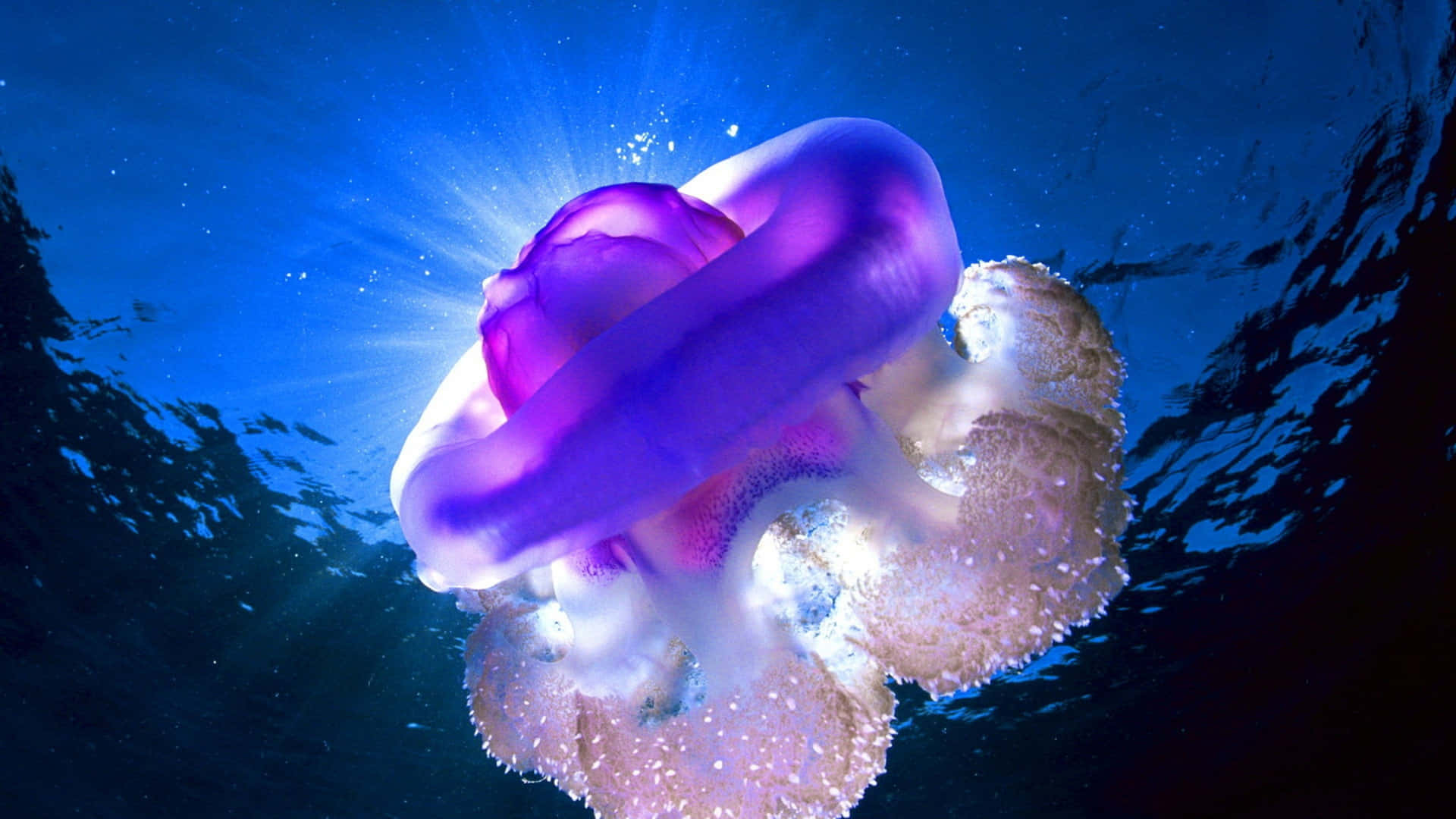 Exploralas Maravillas Del Océano Con Un Fondo De Pantalla De Medusa En 4k Fondo de pantalla