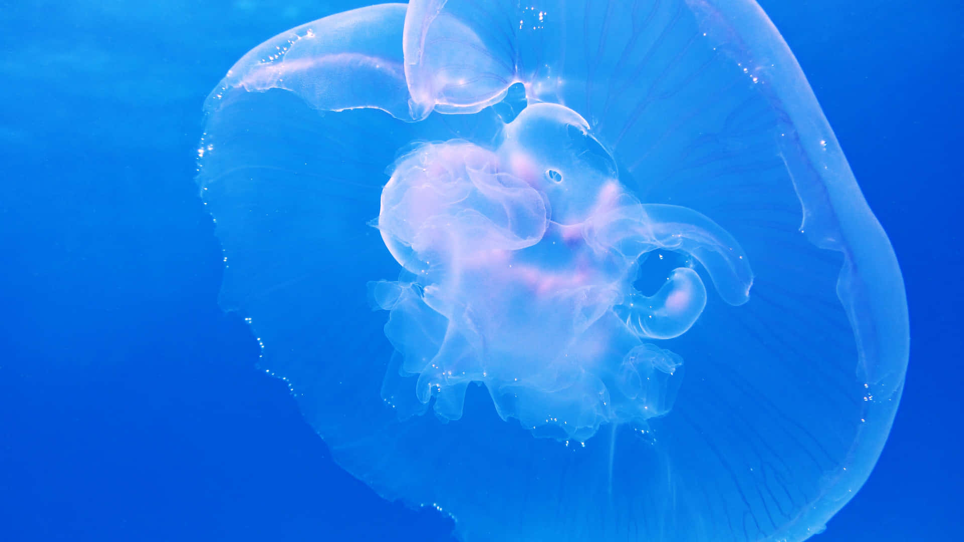 A vibrant jellyfish glows in the depths of the ocean. Wallpaper