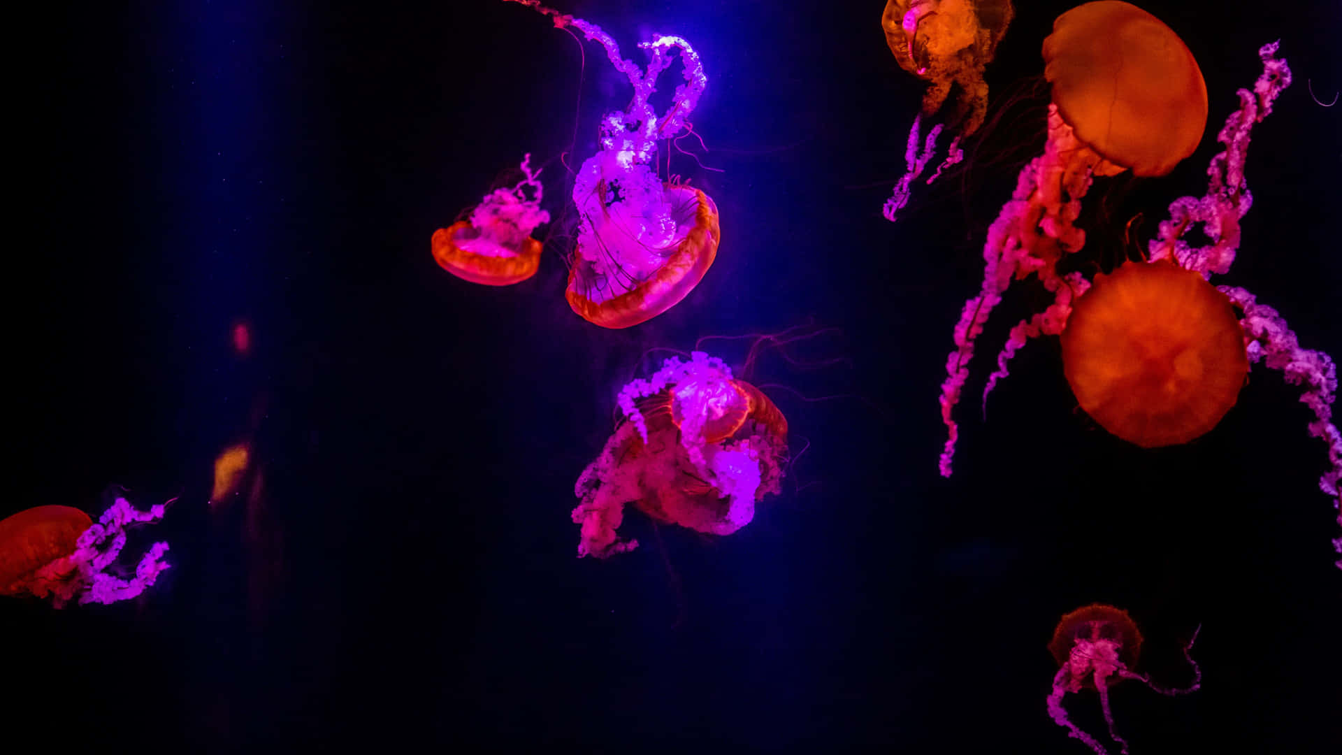 Brilliantly Colored 4K Jellyfish Wallpaper
