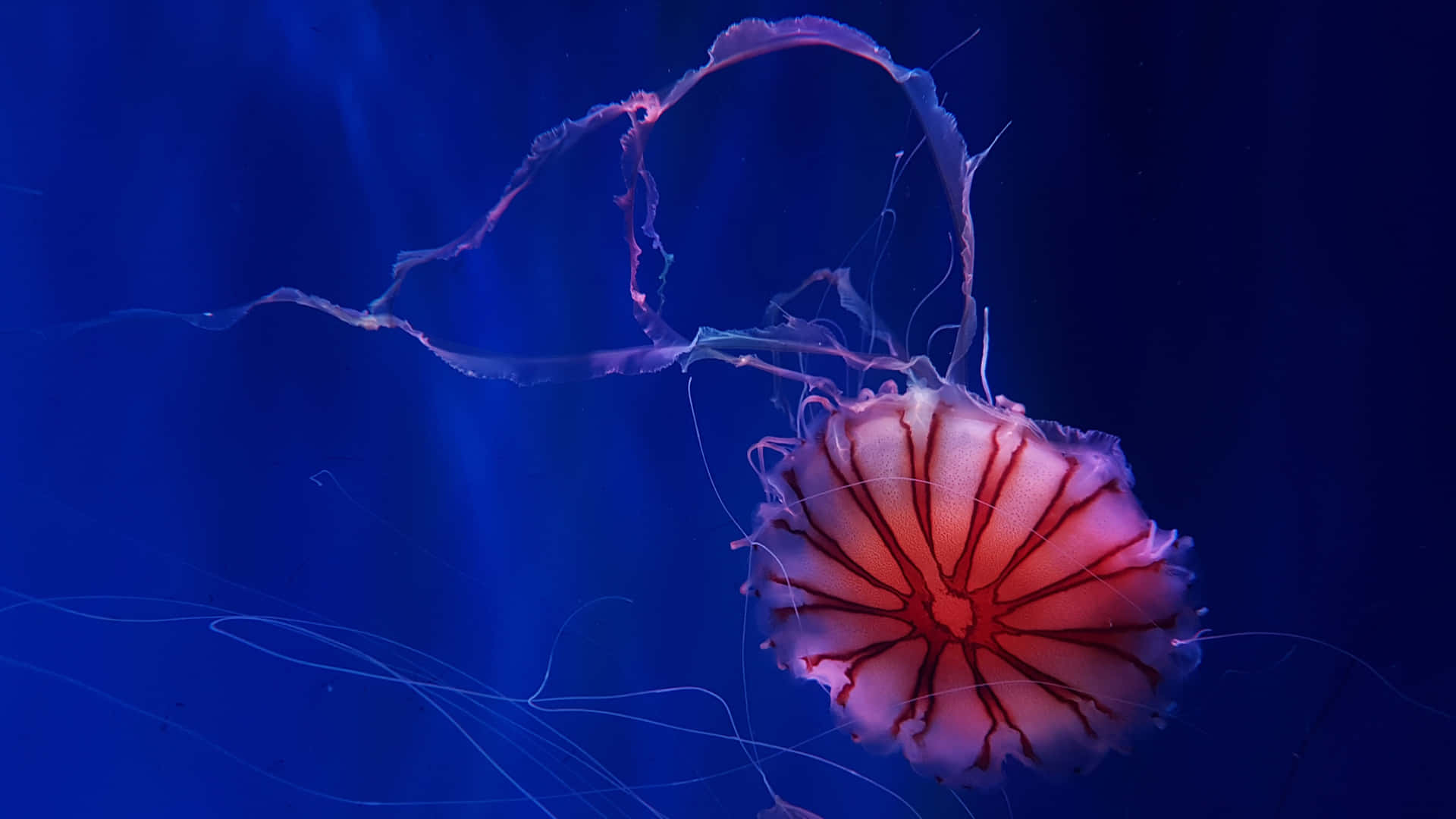 Capture the beauty of the ocean with 4k Jellyfish Wallpaper