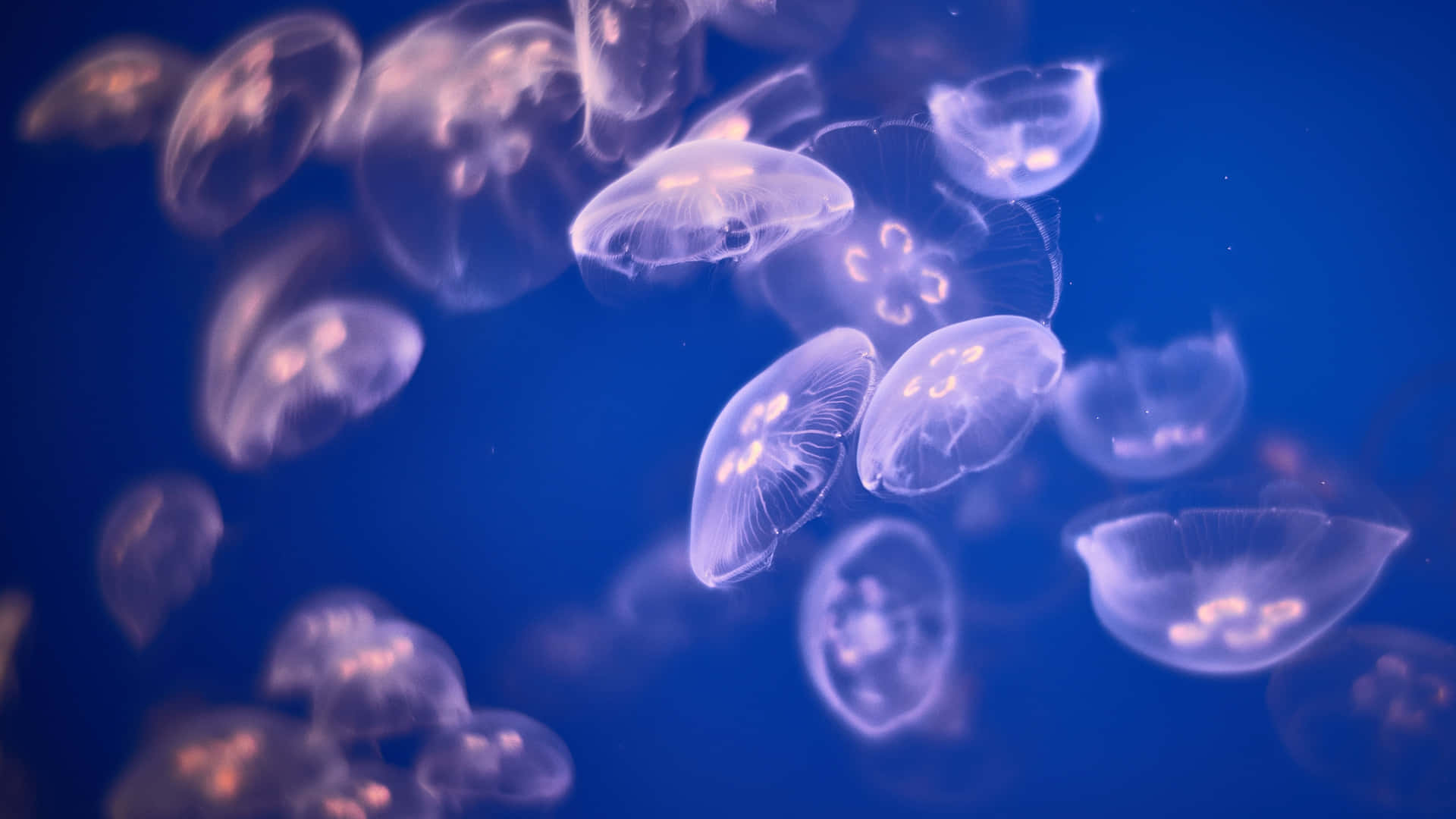 Swimming among the mesmerizing jellyfish Wallpaper