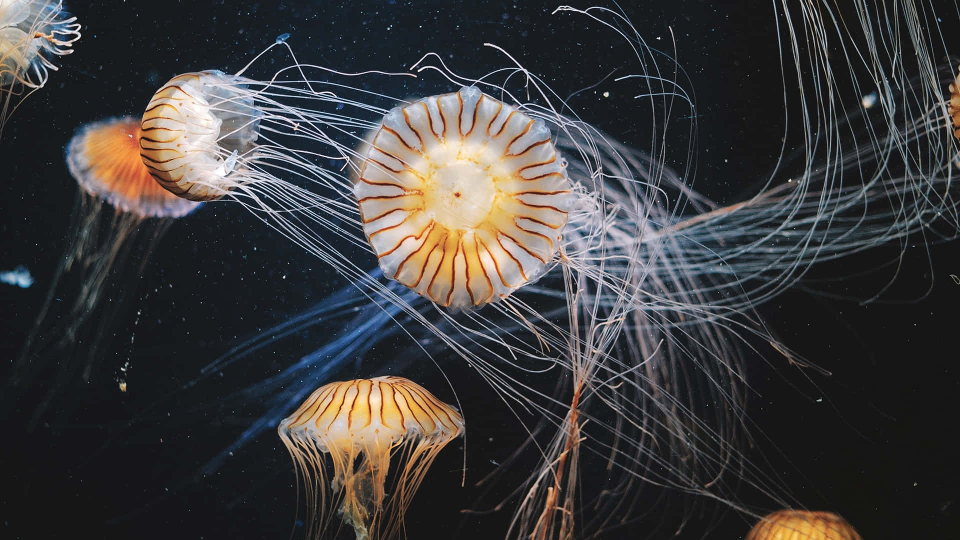 A Colorful School of 4K Jellyfish Swimming in the Ocean Wallpaper