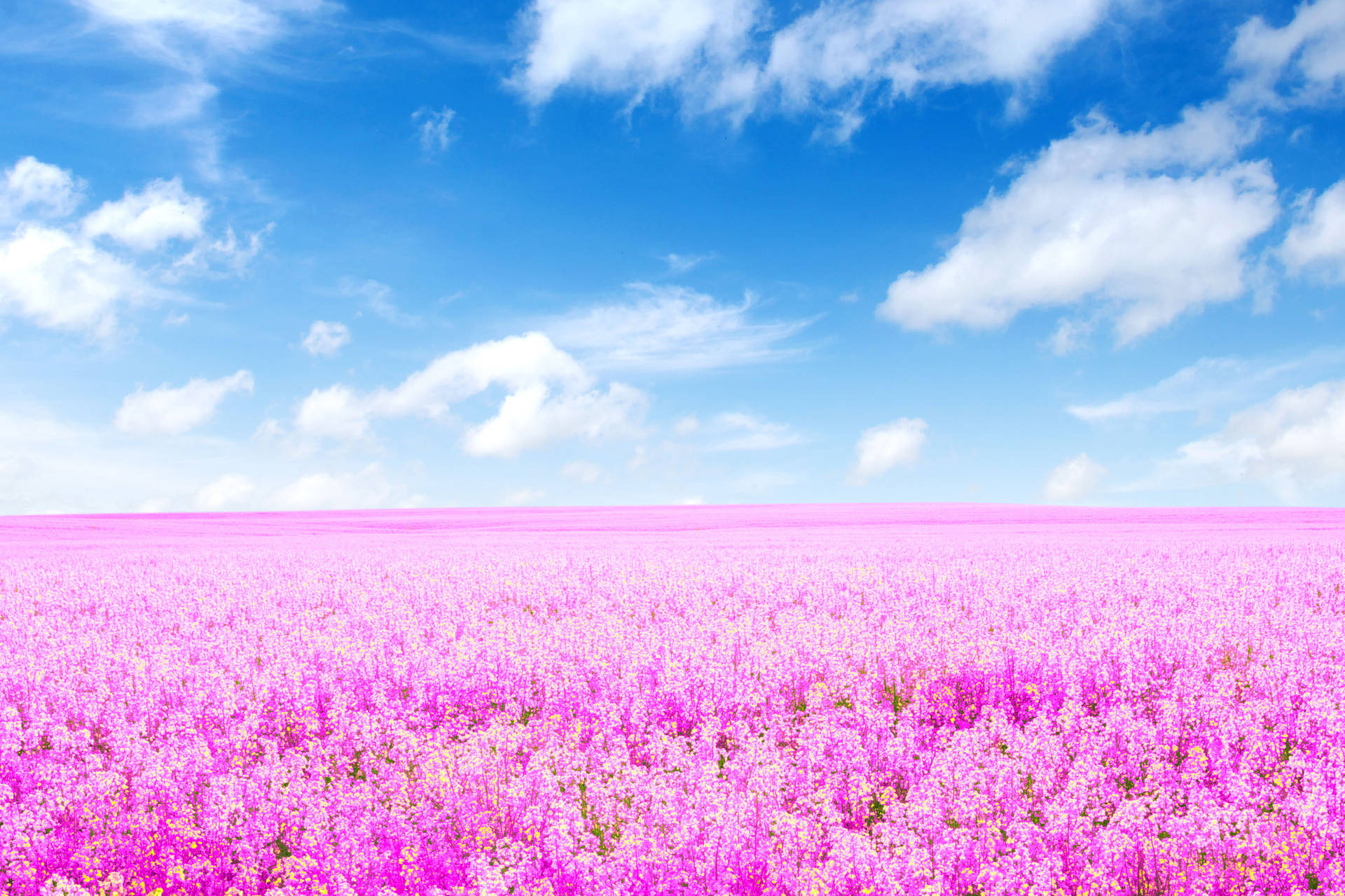 Wallpaper – 4k landskab Pink Lavender Forår Markerede Tapet Wallpaper