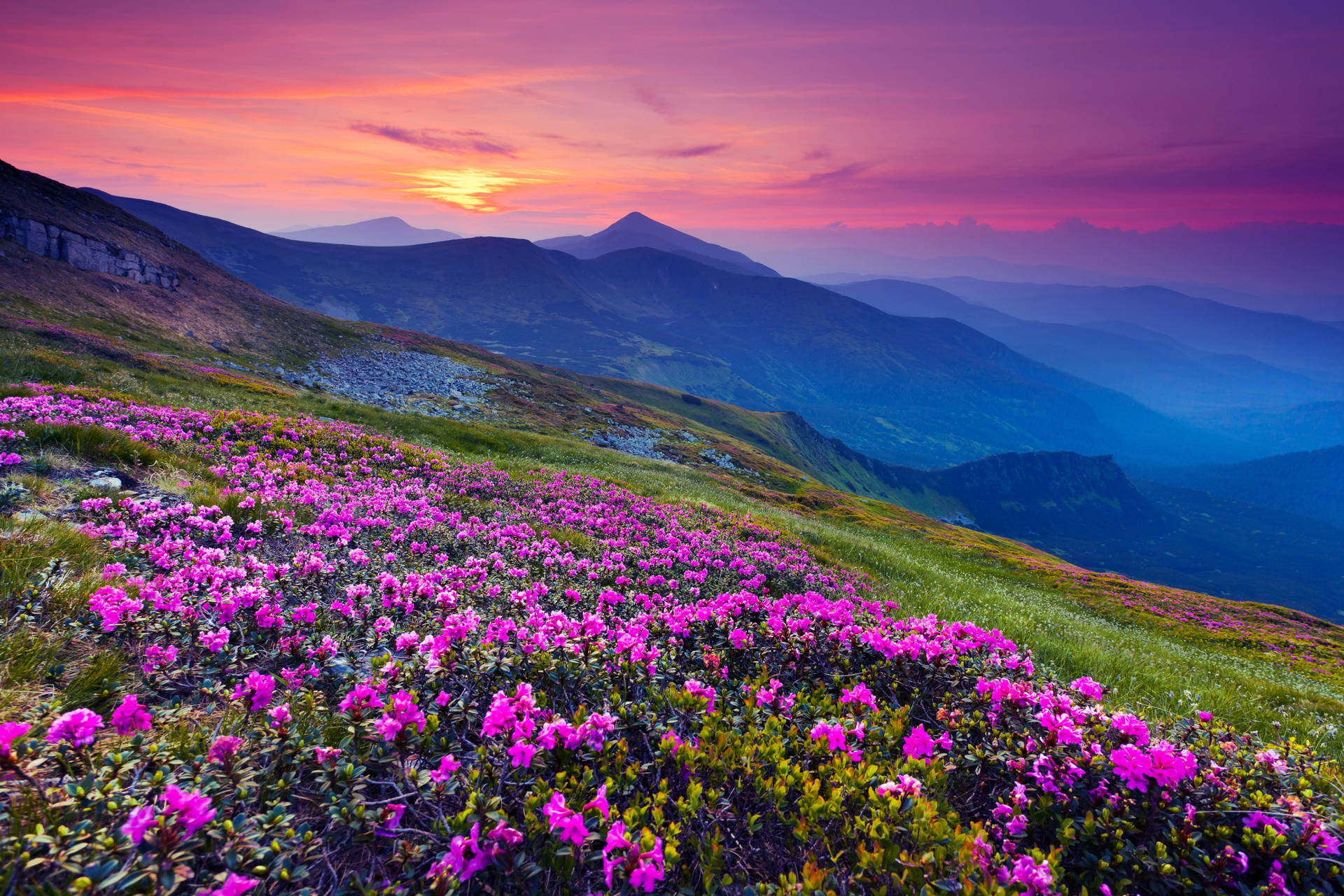 4k Landscape Purple Sunset Flower Wallpaper