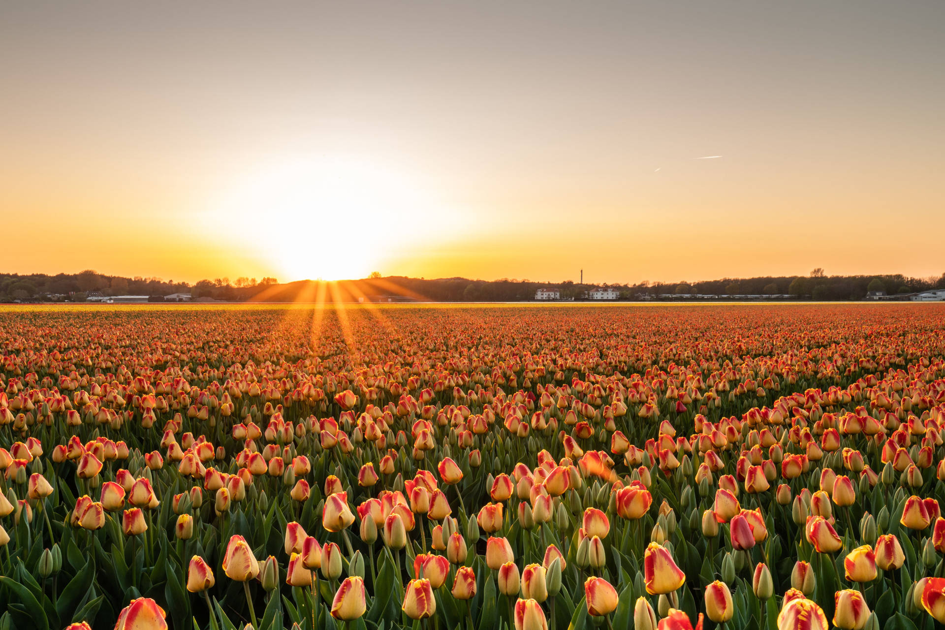4k Landscape Tulip Sunset Garden Wallpaper