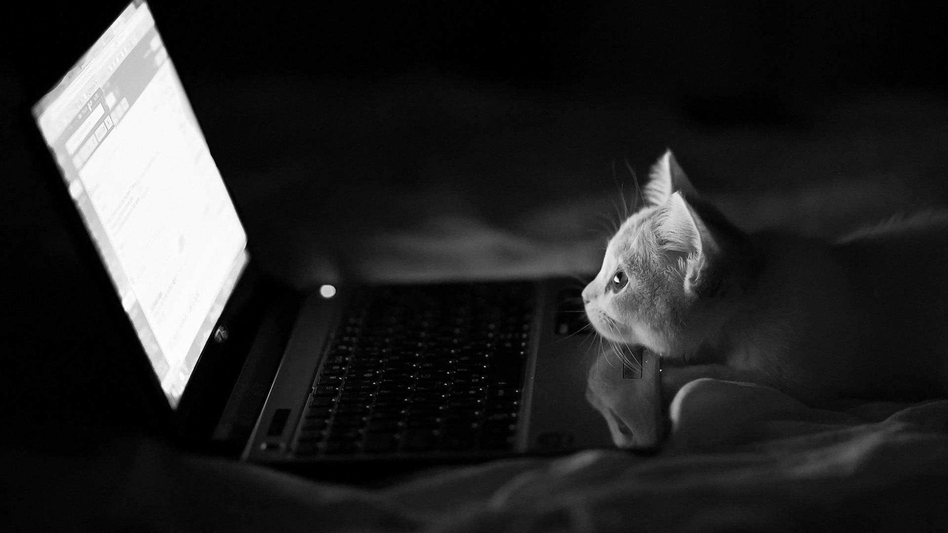 4k Laptop Cat Looking At Screen Wallpaper