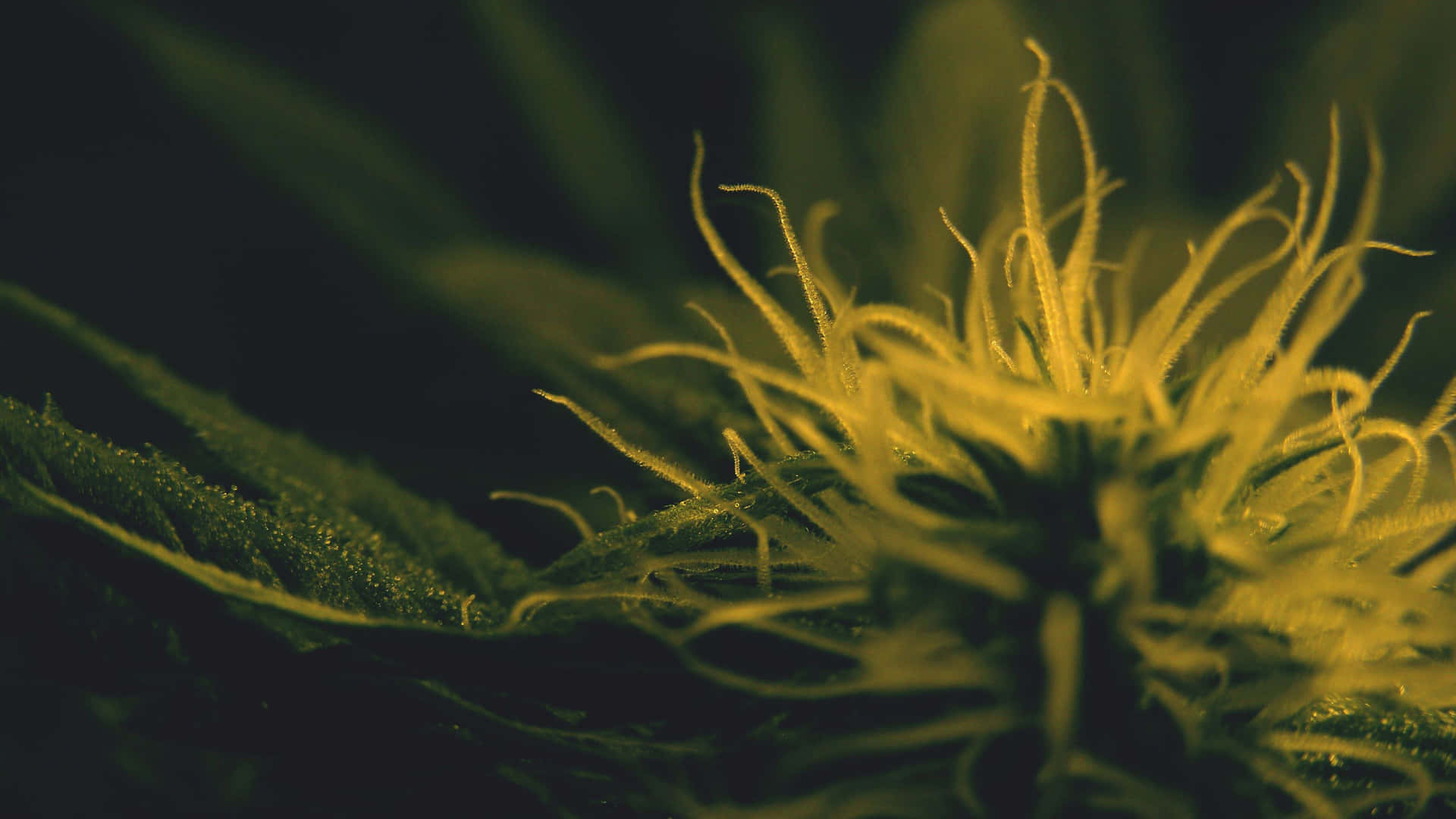 4k Marijuana Blooming Wallpaper