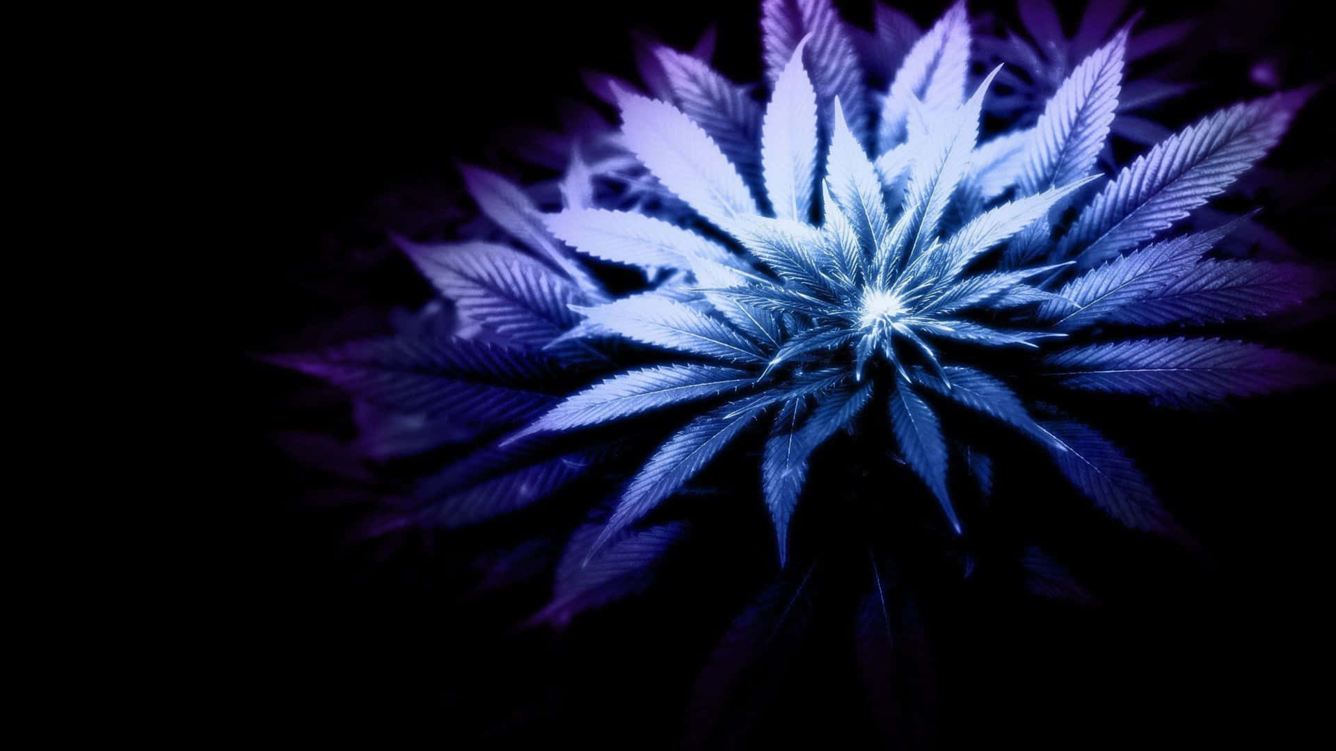 Marihuananeón En 4k Fondo de pantalla