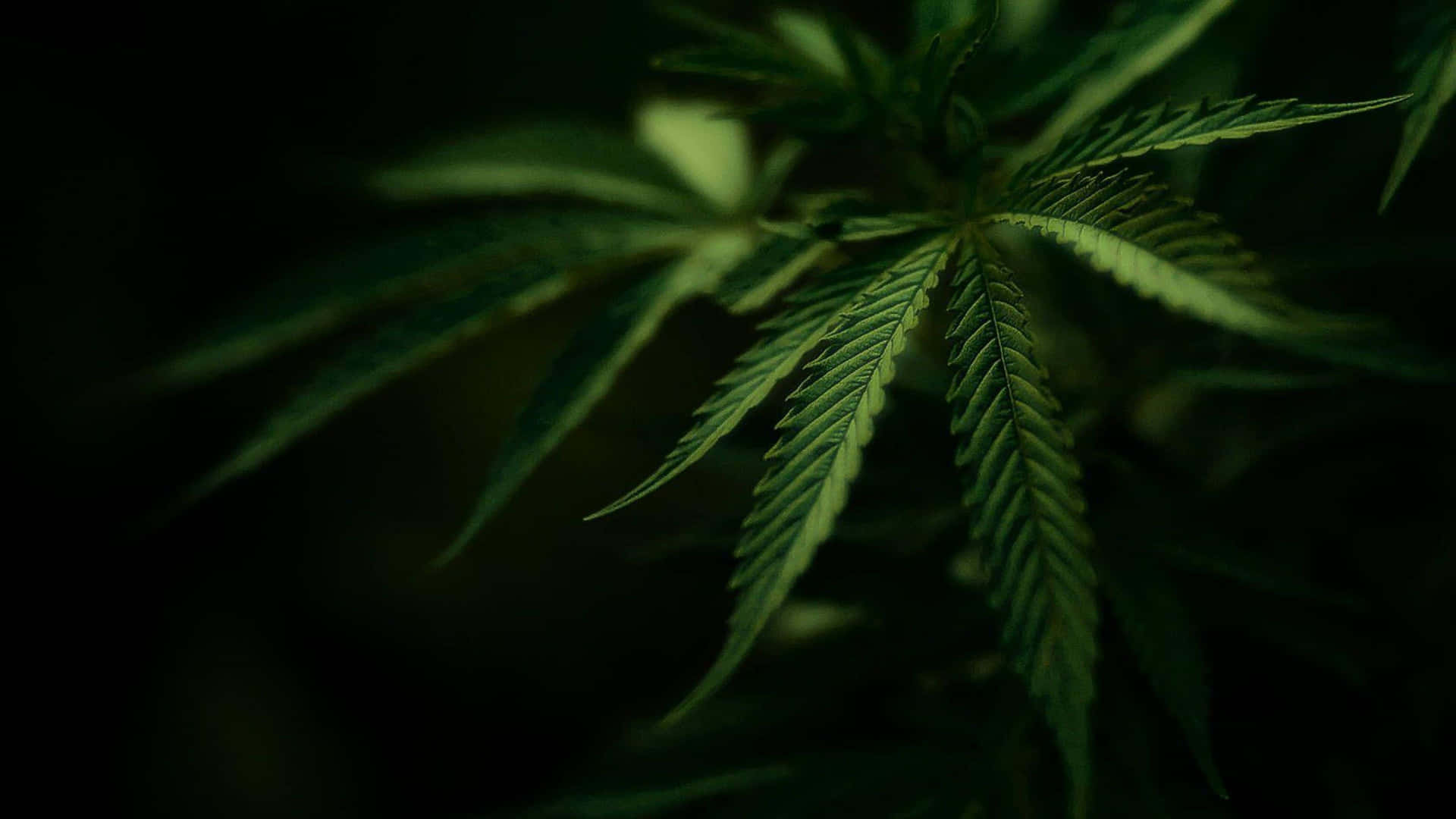 Cannabis Plant In The Dark Wallpaper