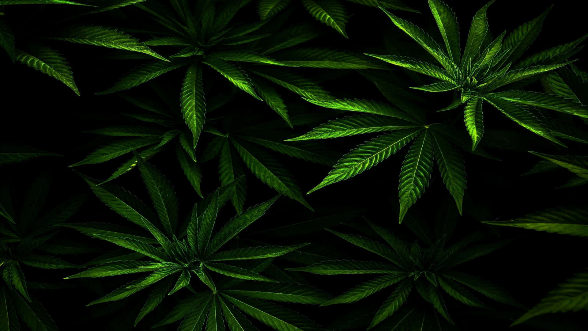 Hojasde Marihuana En 4k Fondo de pantalla
