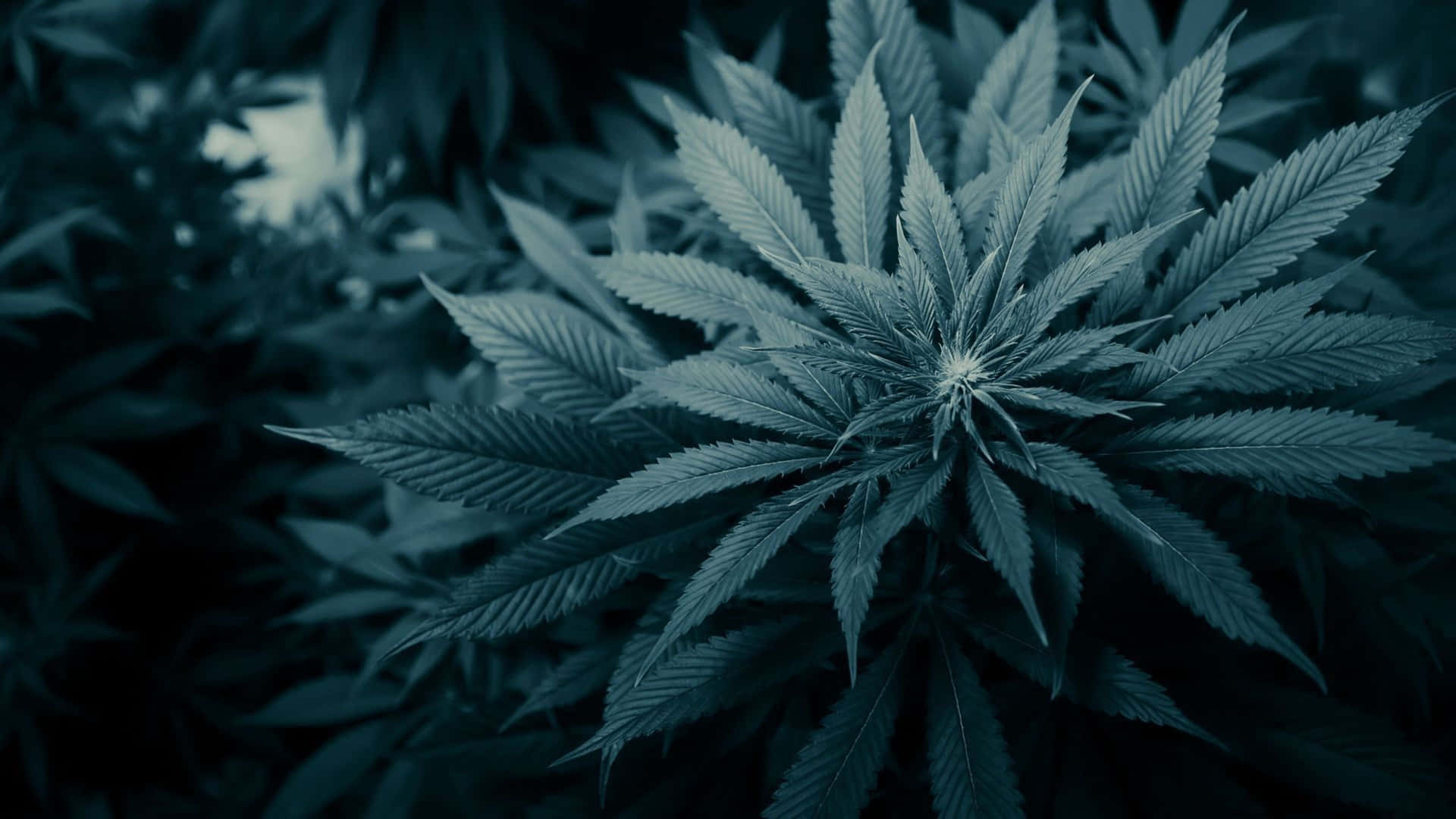 Hazun Viaje Con Fondos De Pantalla De Marihuana En 4k. Fondo de pantalla