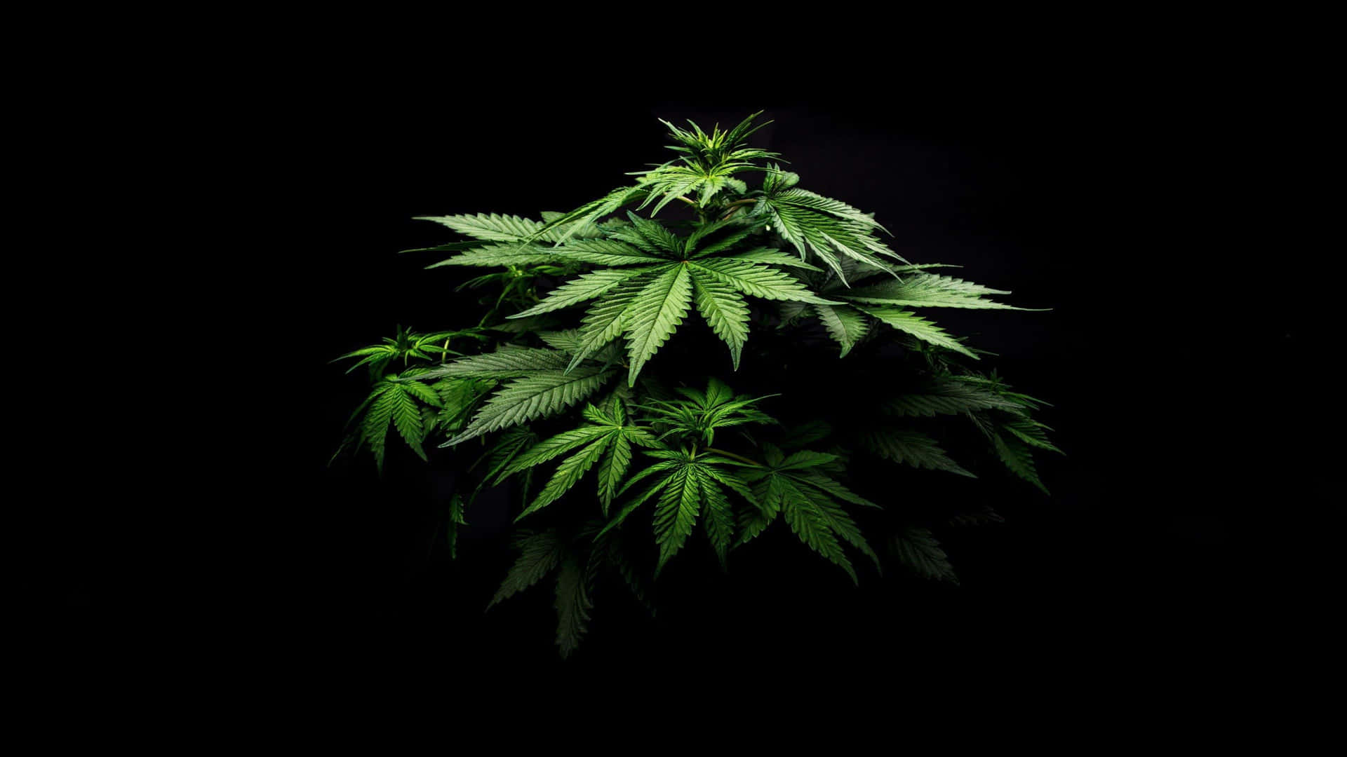 4kcannabis I Fokus. Wallpaper
