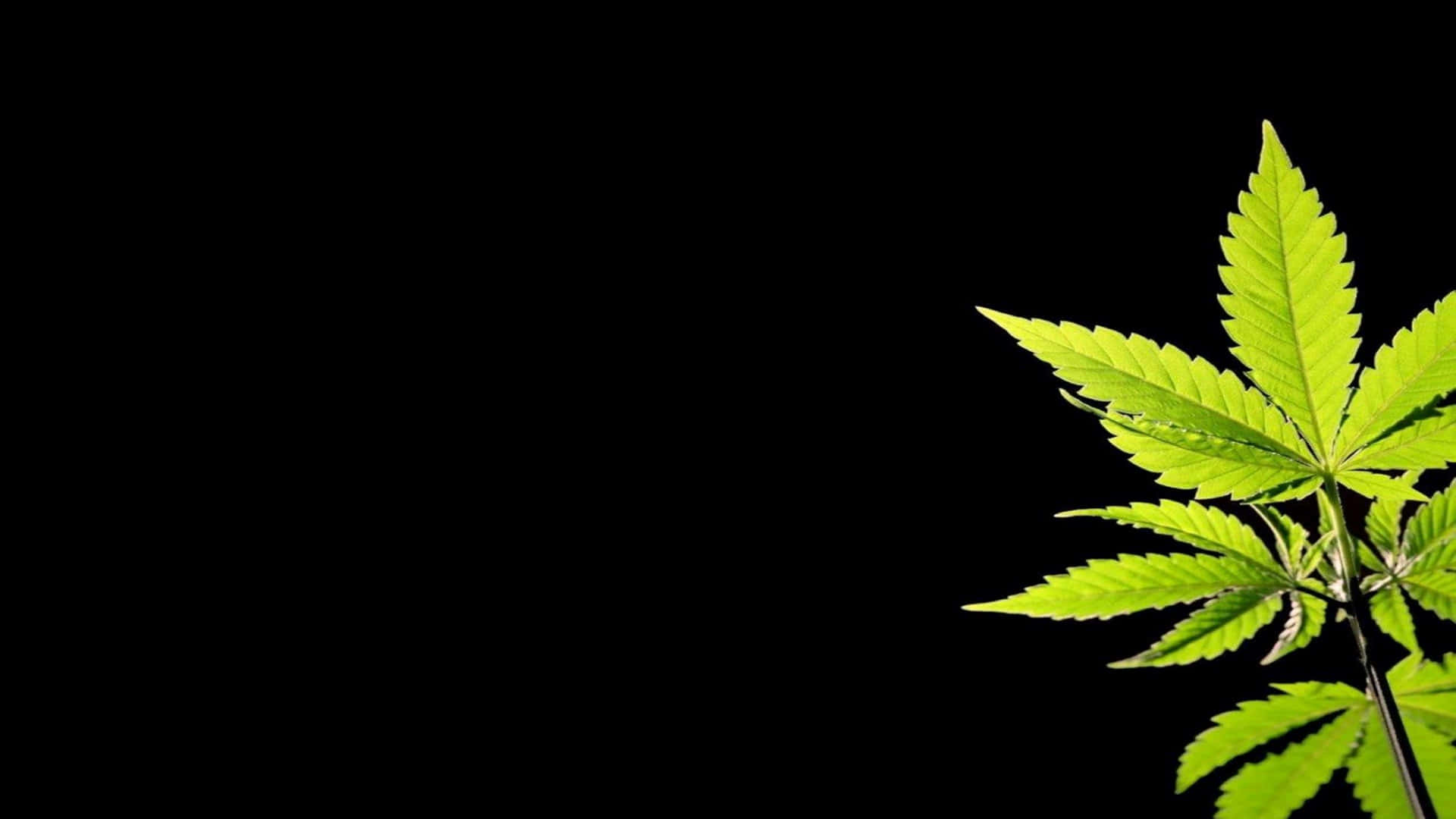 Disfrutade Los Beneficios De La Marihuana En 4k Fondo de pantalla