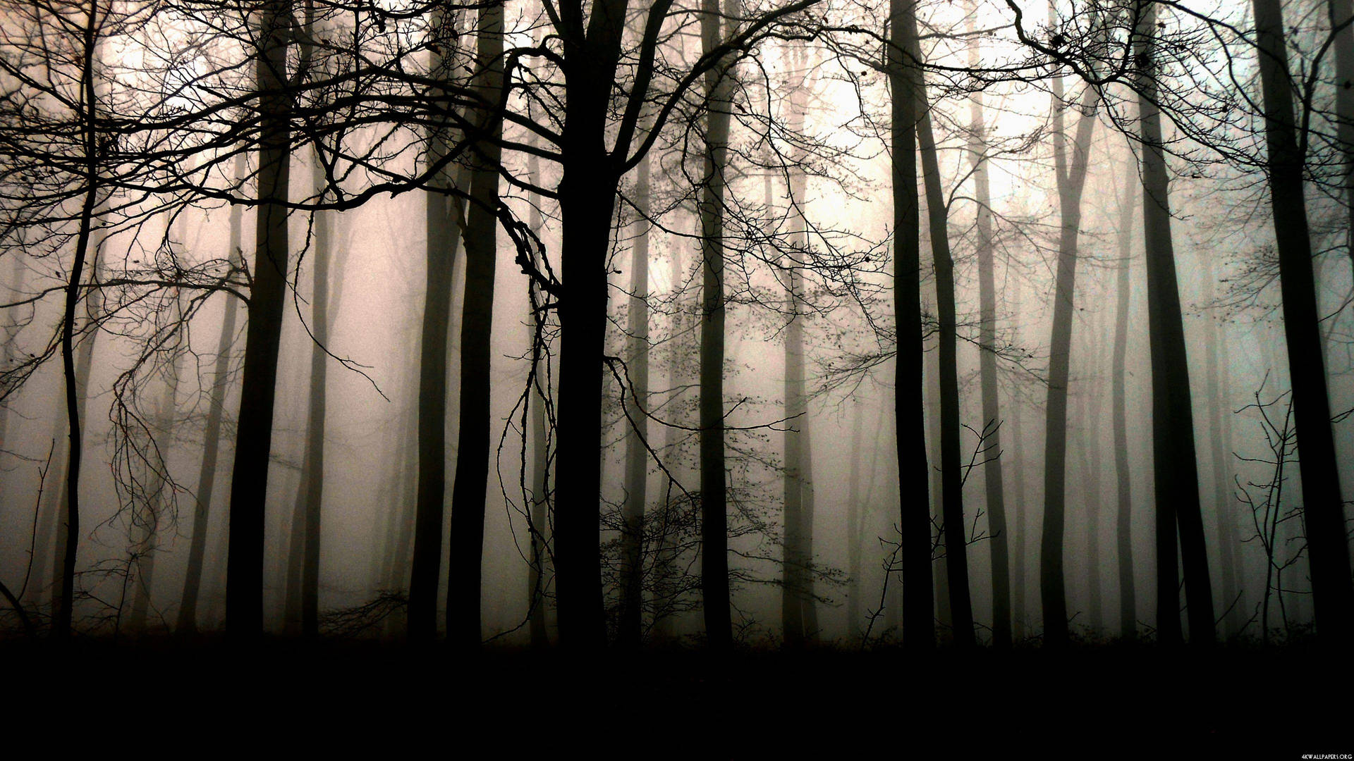 Solitude in Nature - Misty Dark Forest Wallpaper