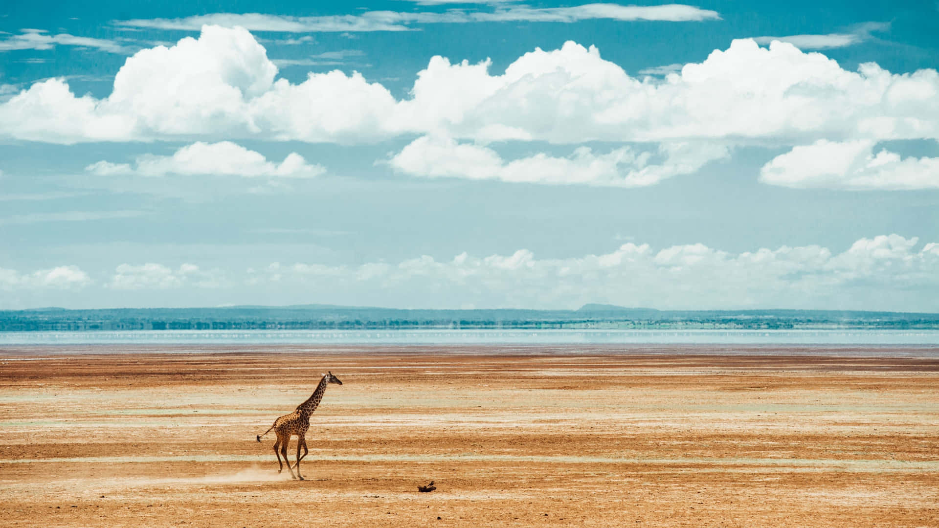 Running Safari Giraffe Long Shot 4k Monitor Wallpaper