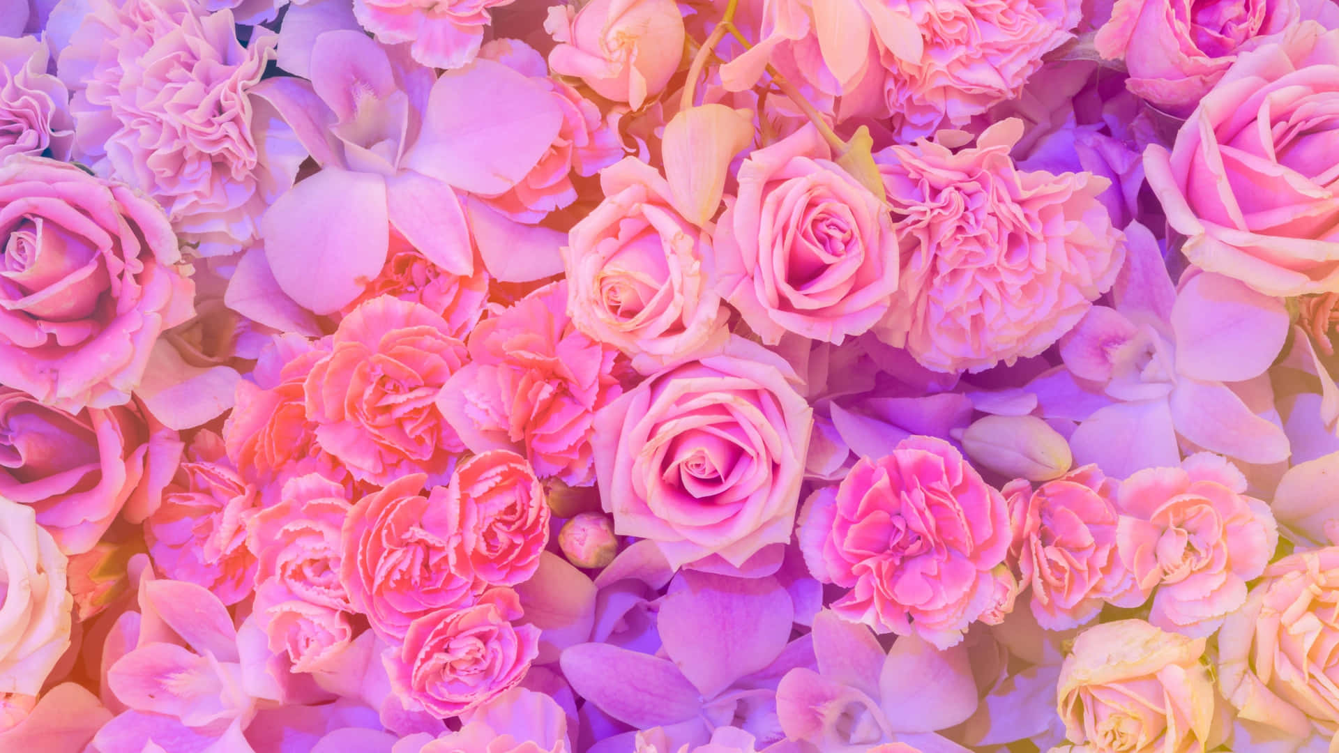 Pink And Purple Roses With Carnation Aesthetic 4k Monitor Wallpaper