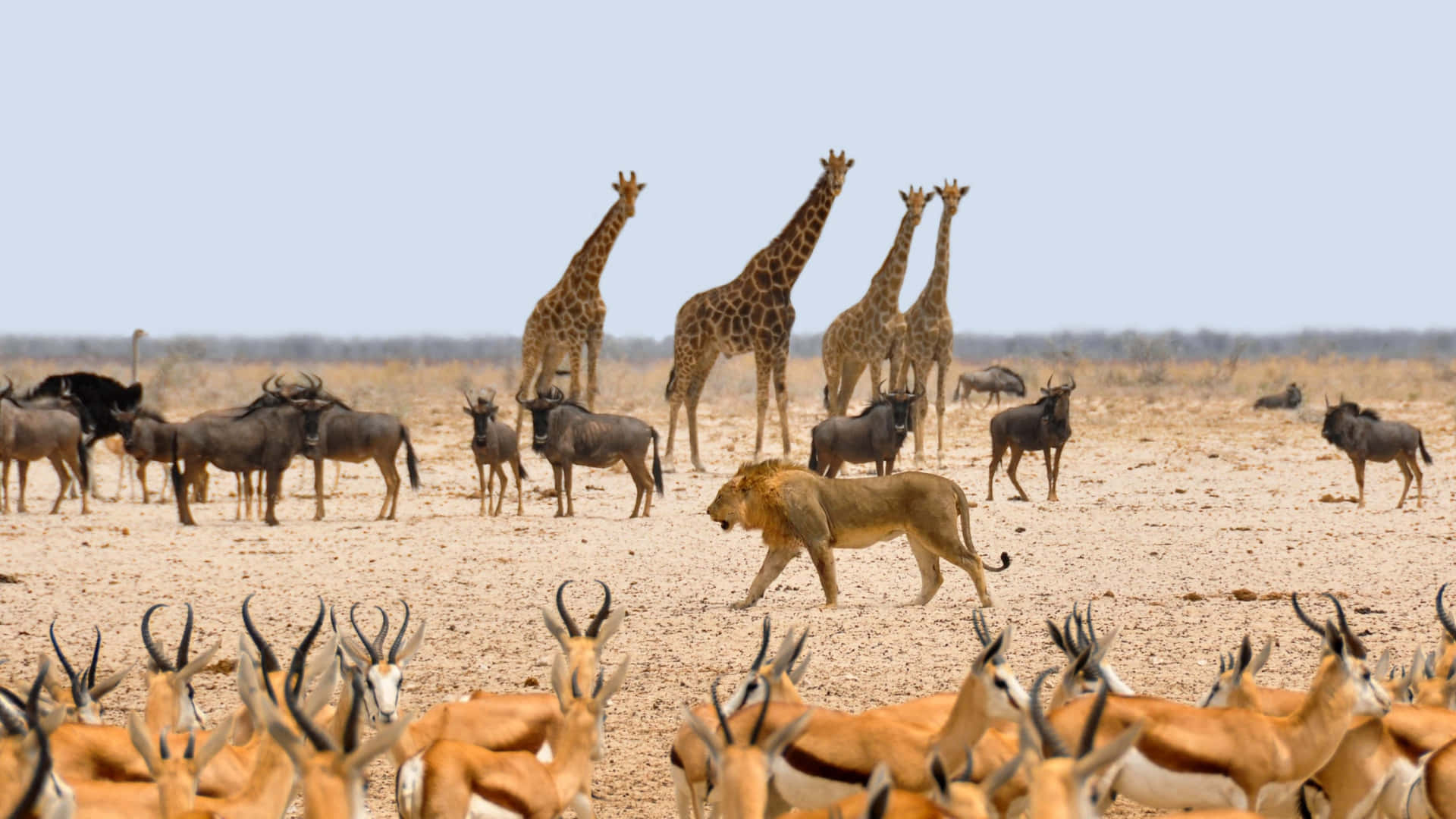 African Safari Wild Life Photograph 4k Monitor Wallpaper