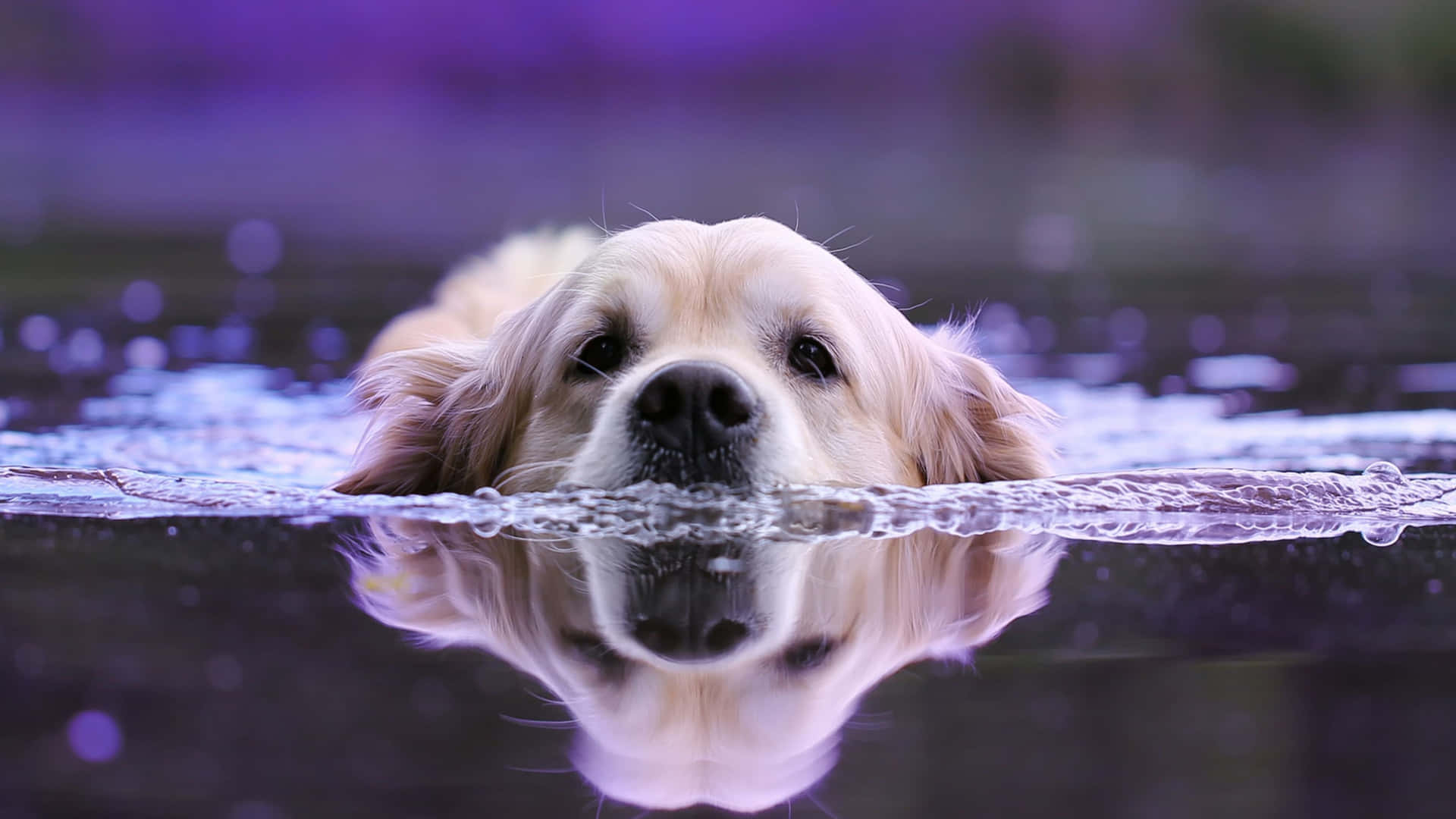 Swimming Golden Retriever Dog Close Up 4k Monitor Wallpaper