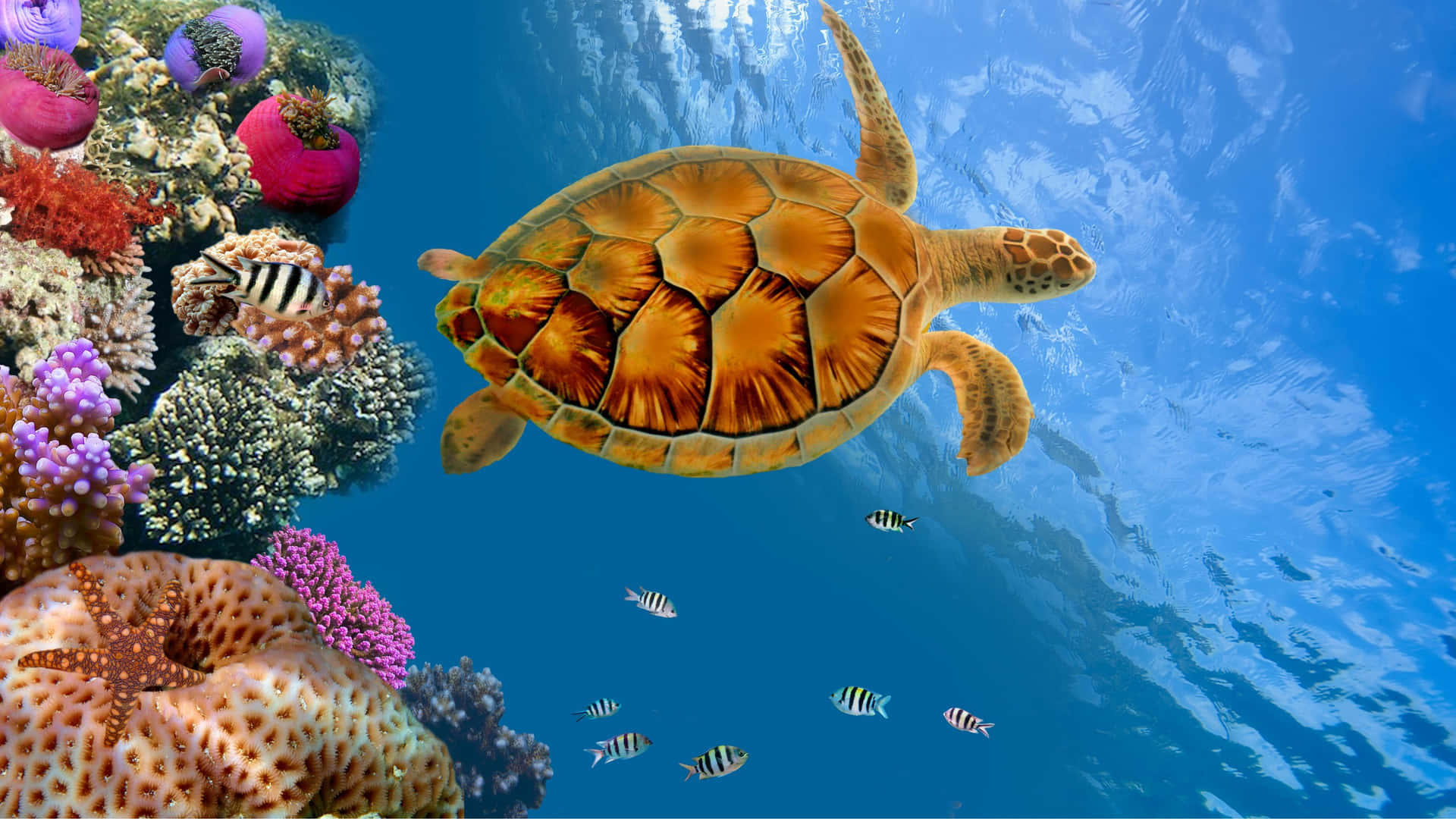 Sköldpaddanhawksbill Och Korallrev Under Vatten I 4k-skärm. Wallpaper